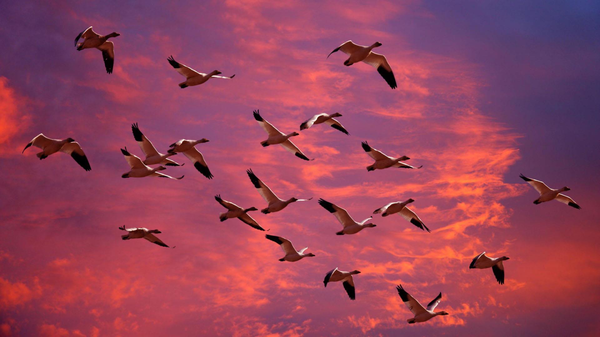 Hunting. Birds Wallpaper for Android