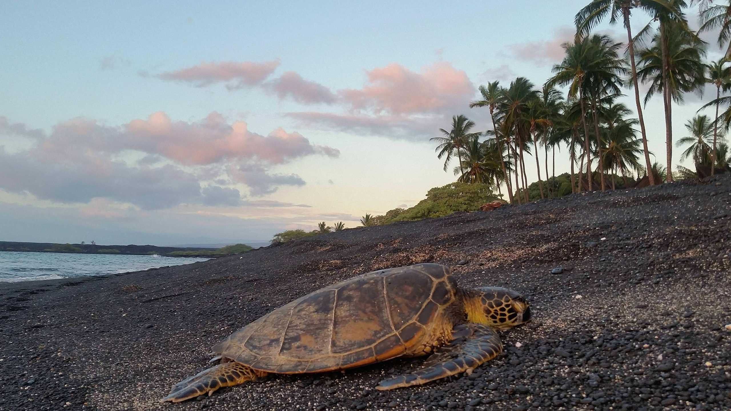 One of Countless Turtles Seen on My Walk Down Kiholo Bay Last Night. Big Island Hawaii HD wallpaper