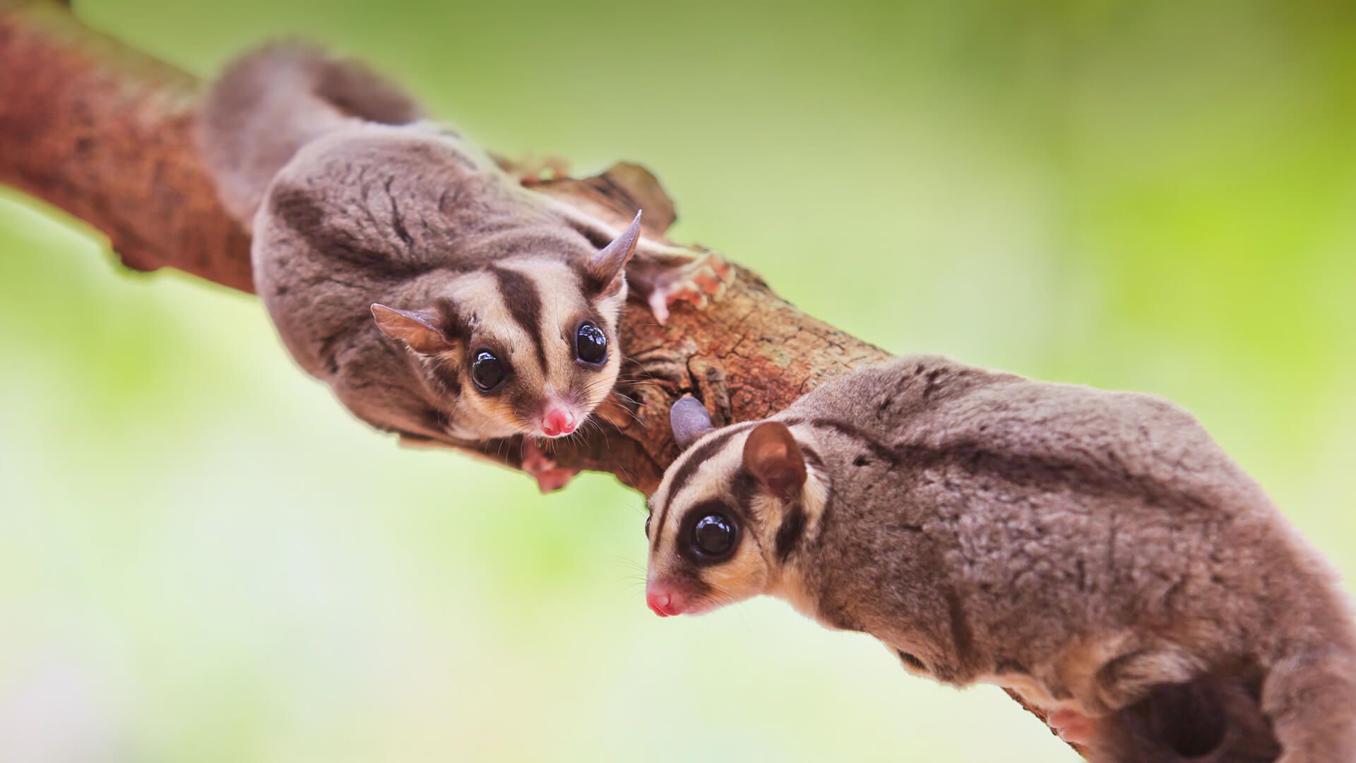 Sugar Glider. San Diego Zoo Animals & Plants