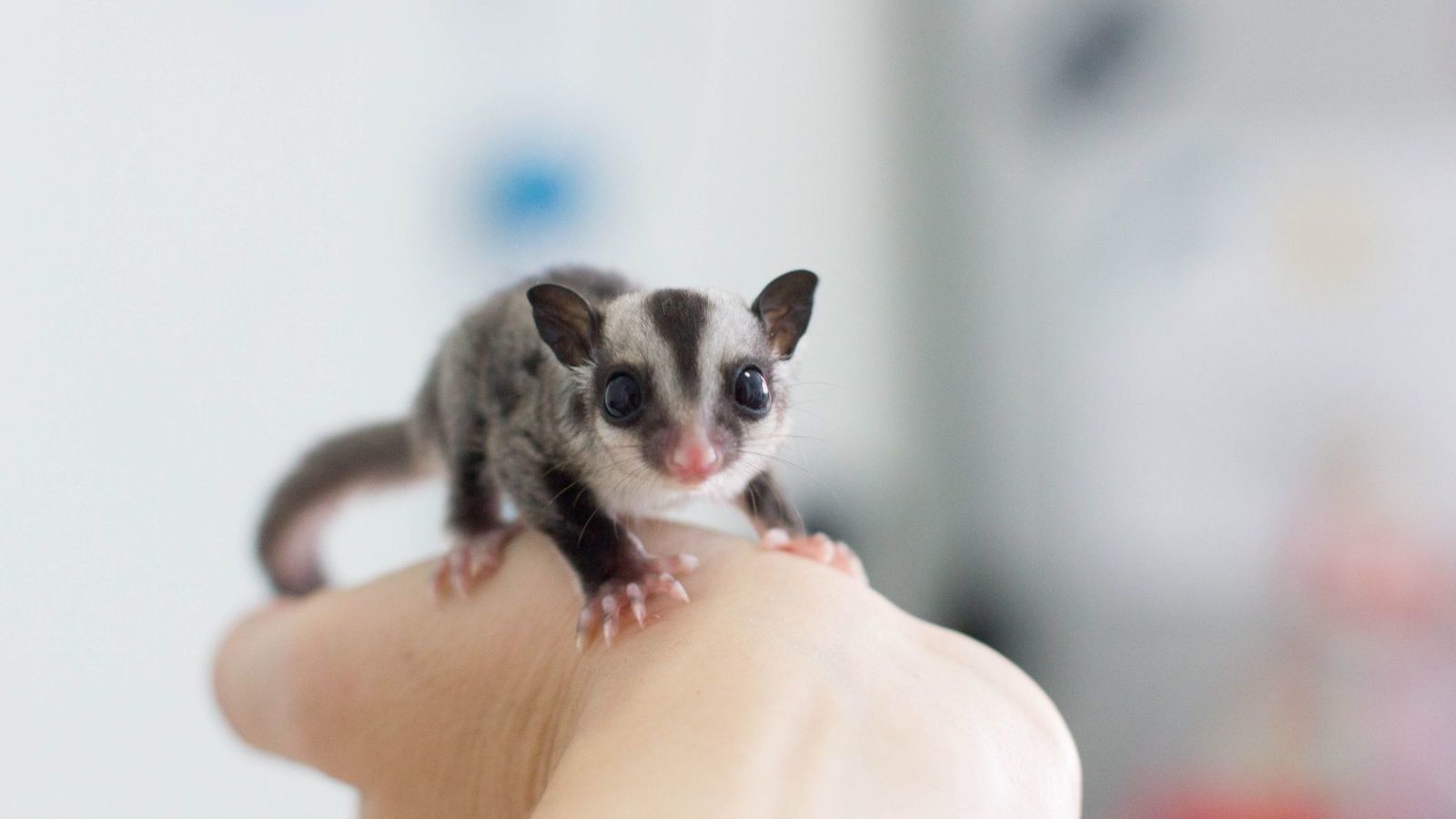 Petition · FIGHT to legalize sugar gliders in Ottawa, Ontario