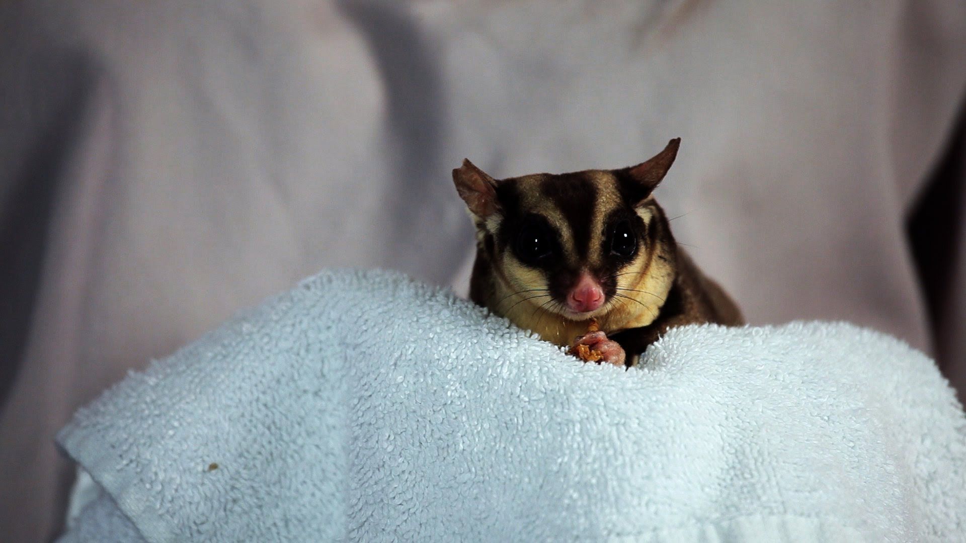 Note these interesting facts about sugar glider before you buy