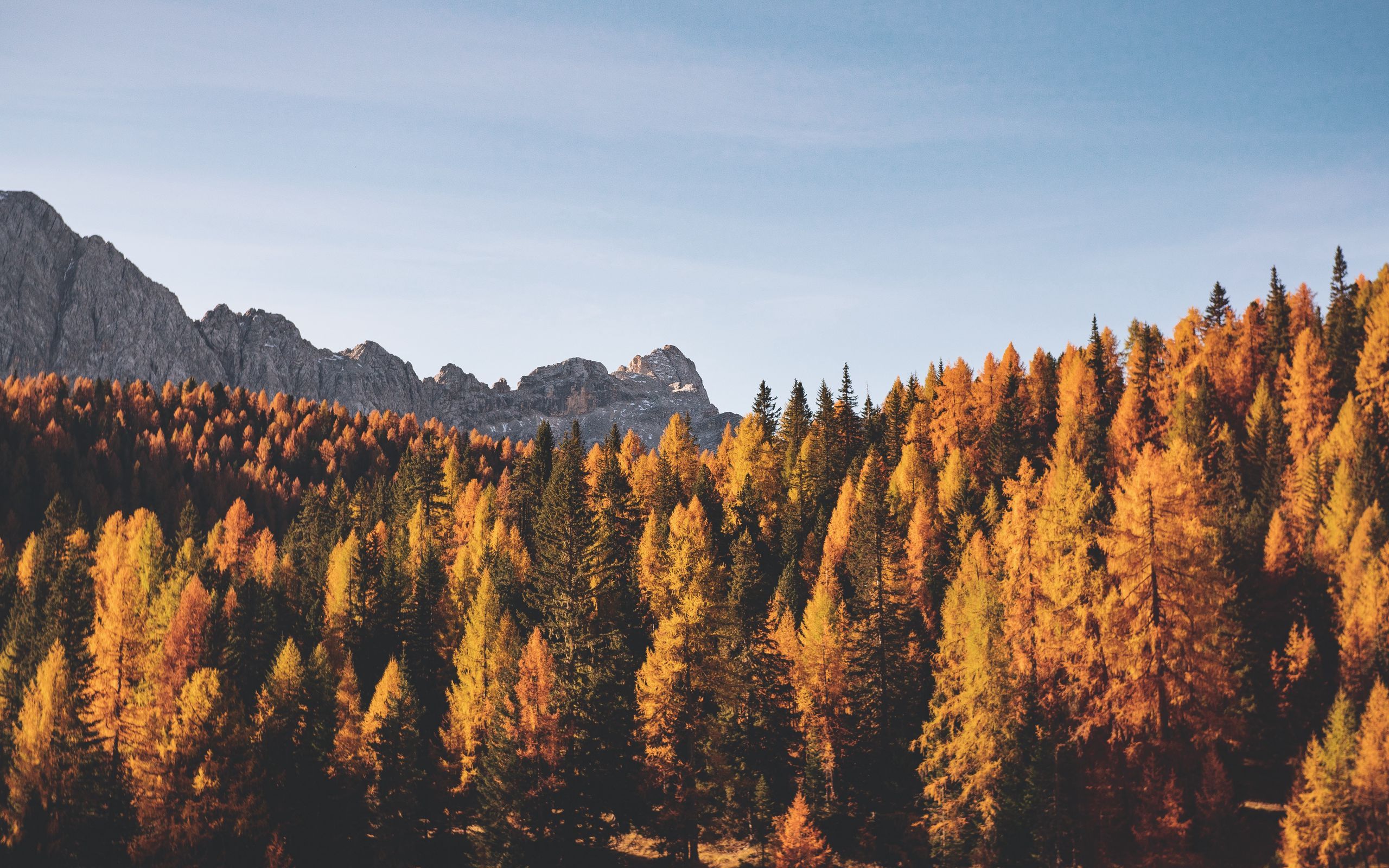 Download wallpaper 2560x1600 trees, autumn, mountains widescreen
