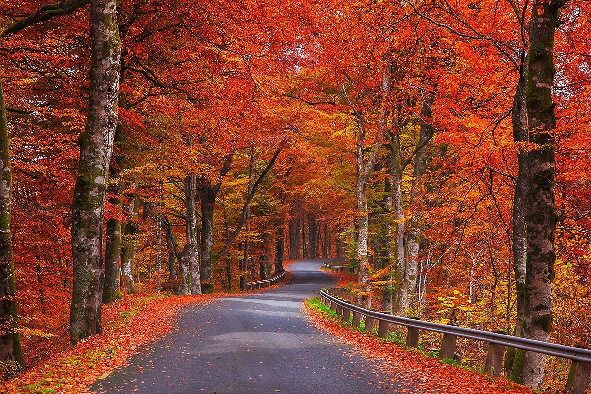 Swedish Autumn. nature autumn trees foliage road Sweden wallpaper