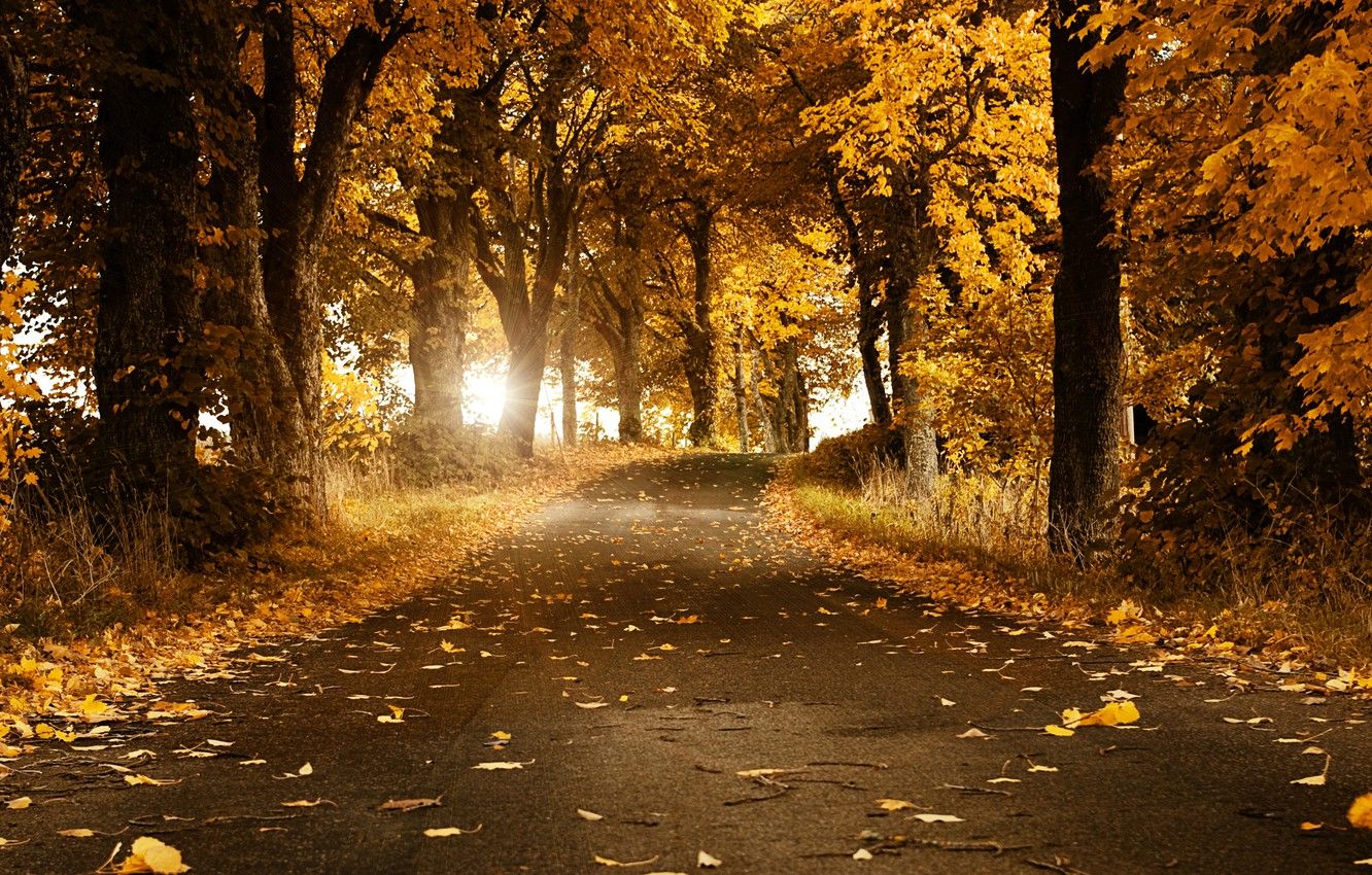 Wallpaper road, autumn, leaves, trees, Sweden image for desktop