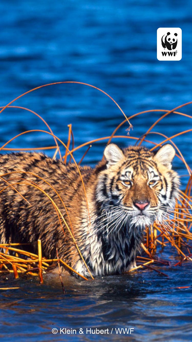 Free WWF iPhone Wallpaper. World Wildlife Fund