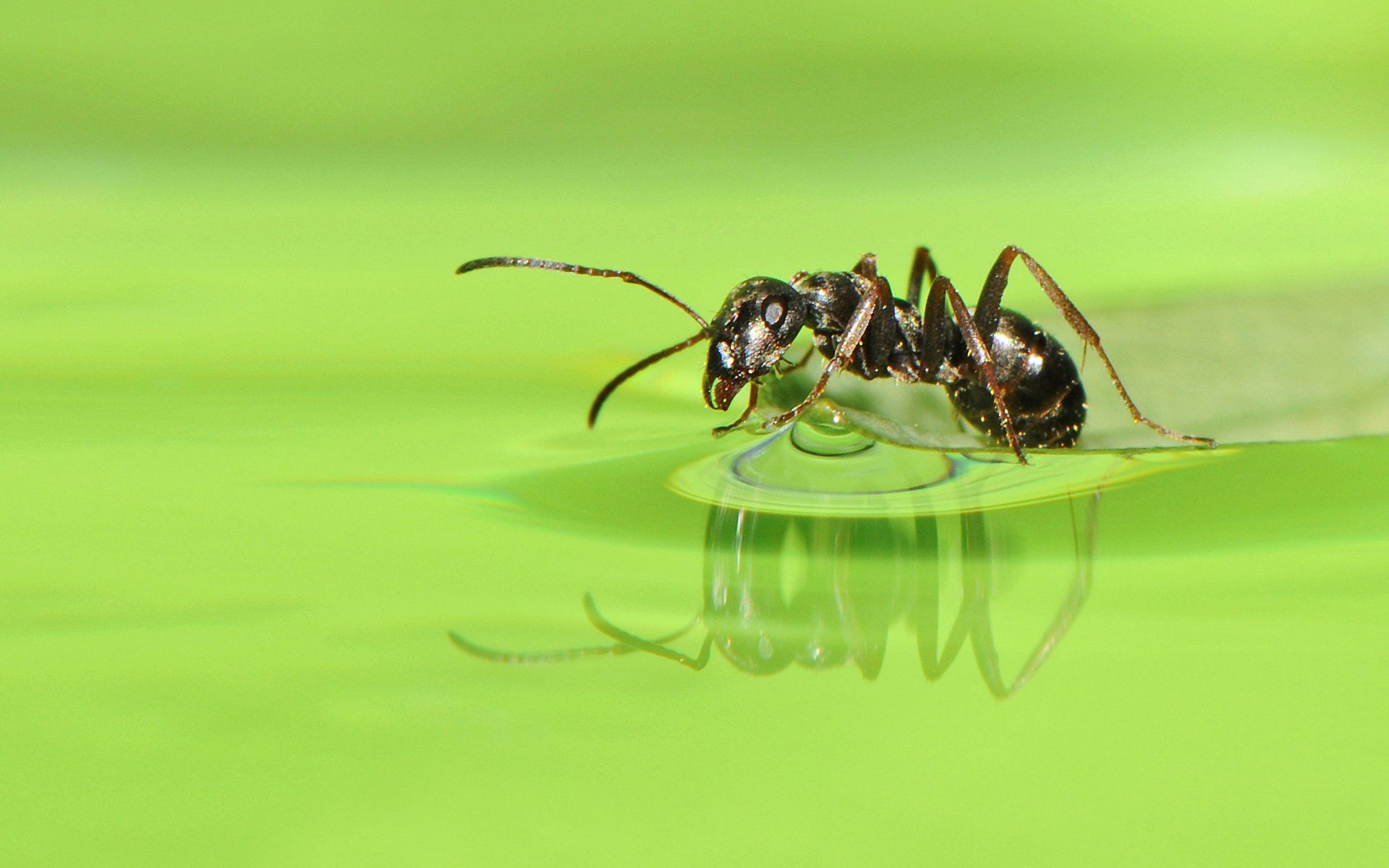 Ant HD Wallpaper and Background Image