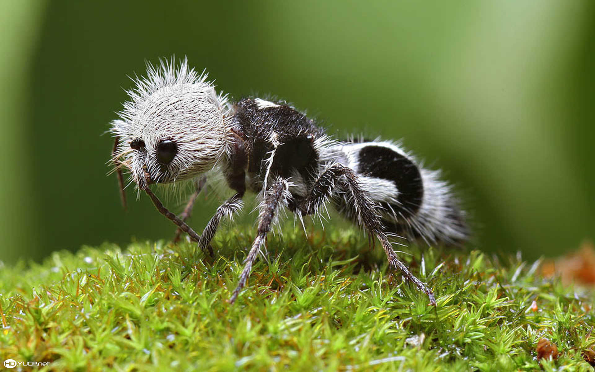 Ant Wallpaper. Cute Elephant Wallpaper