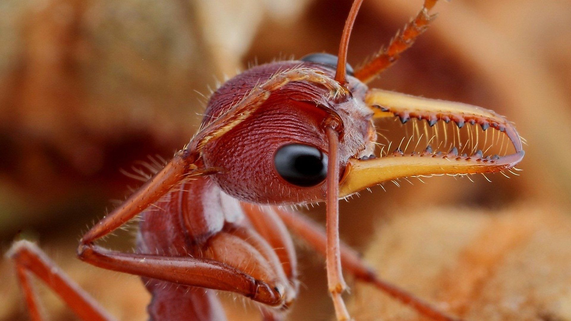 Ant HD Wallpaper and Background Image