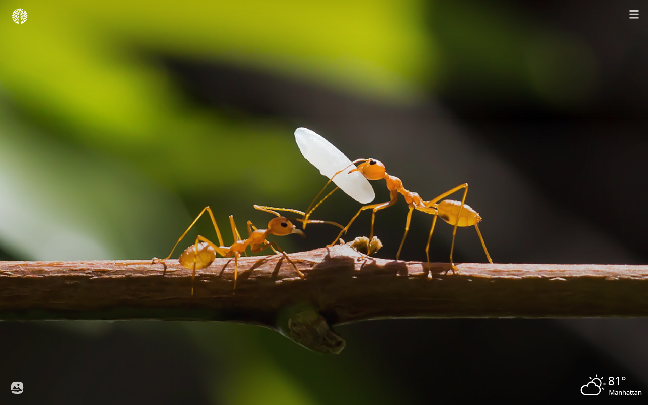 ant wallpaper and background image 1600x1063 id462052 on queen ant wallpapers
