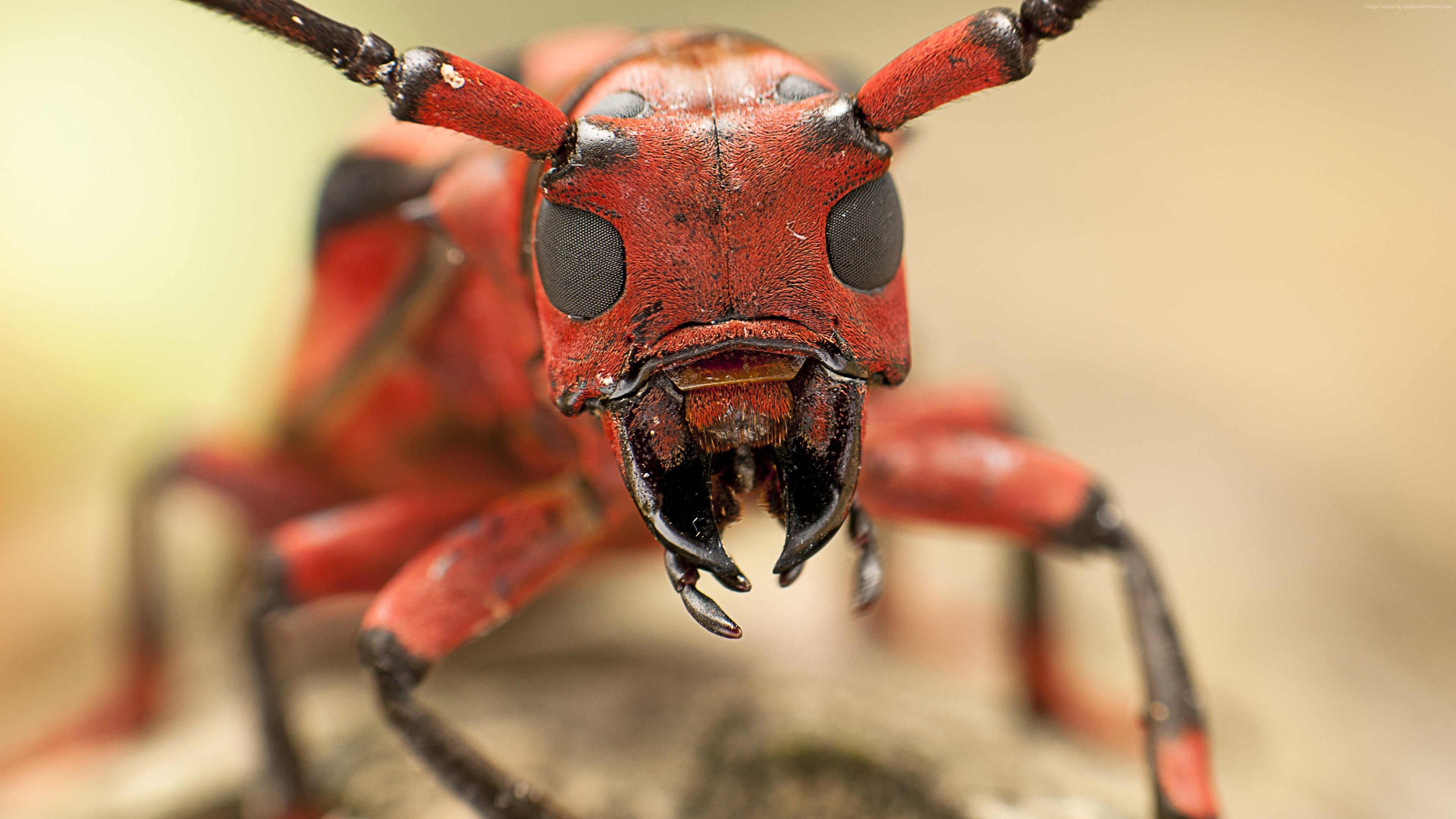 Wallpaper Messor structor, ant, macro, Animals Wallpaper Download