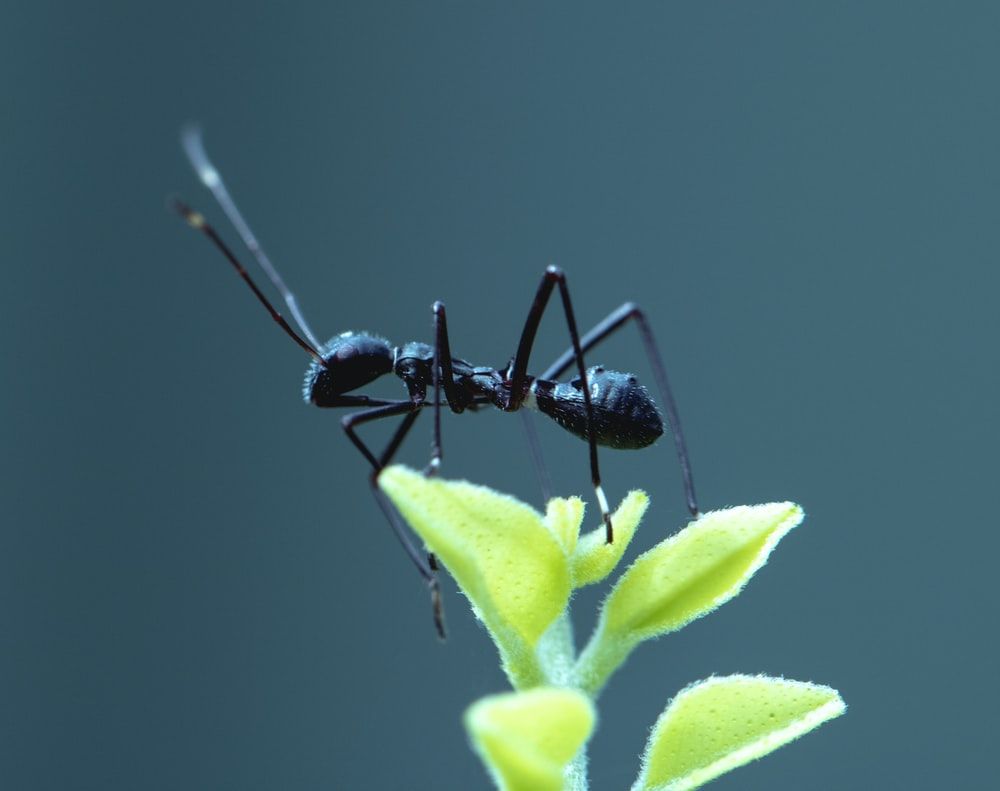 Ant Picture. Download Free Image
