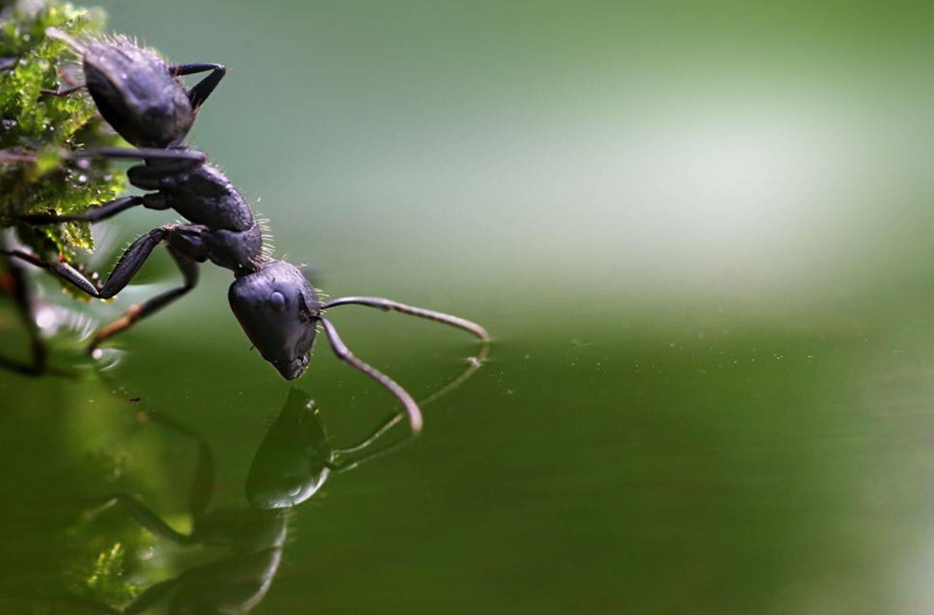 Ants Wallpaper HD Download