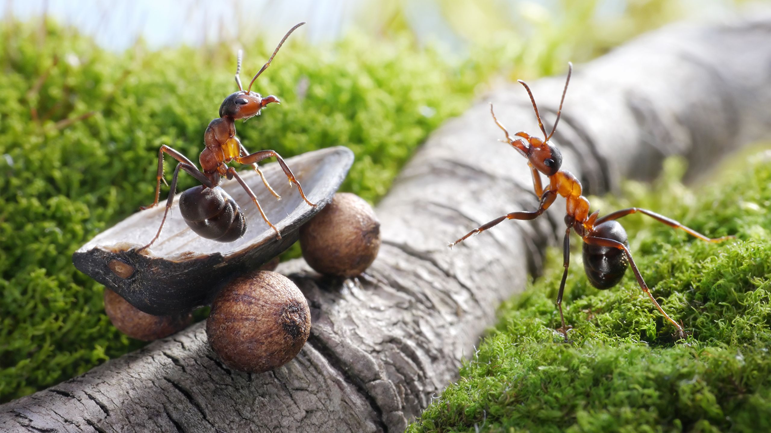 Animal Ant HD Wallpapers - Wallpaper Cave