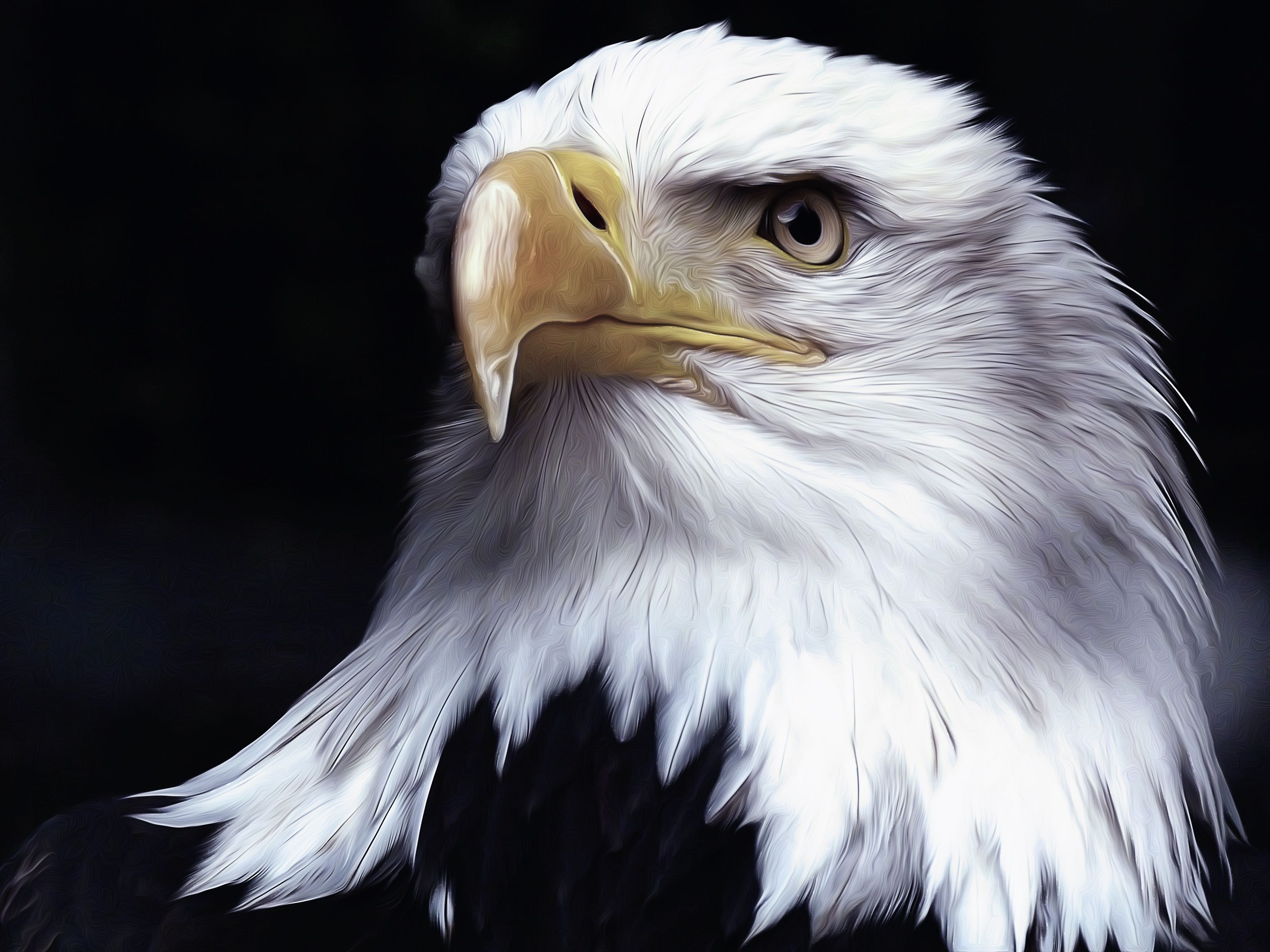 Oil Painting Portrait of a Bald Eagle HD Wallpaper. Background