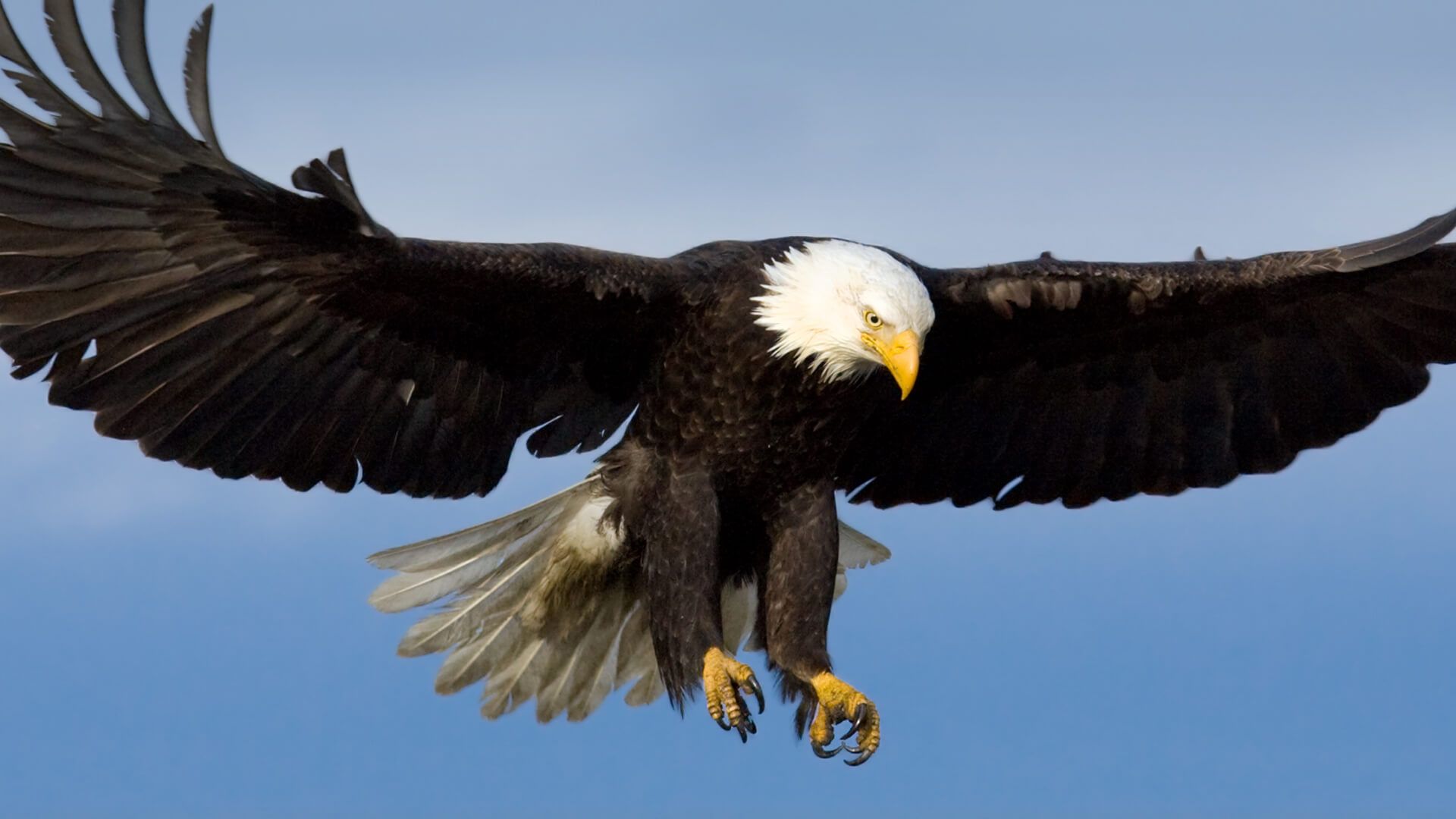 Bald Eagle. San Diego Zoo Animals & Plants