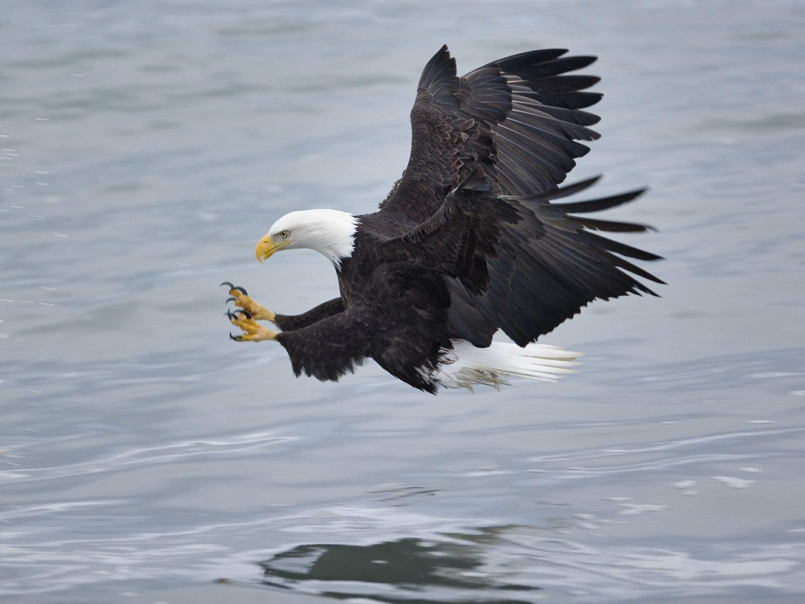 Bald Eagle HD Wallpaper. American Eagle HD Picture. HD