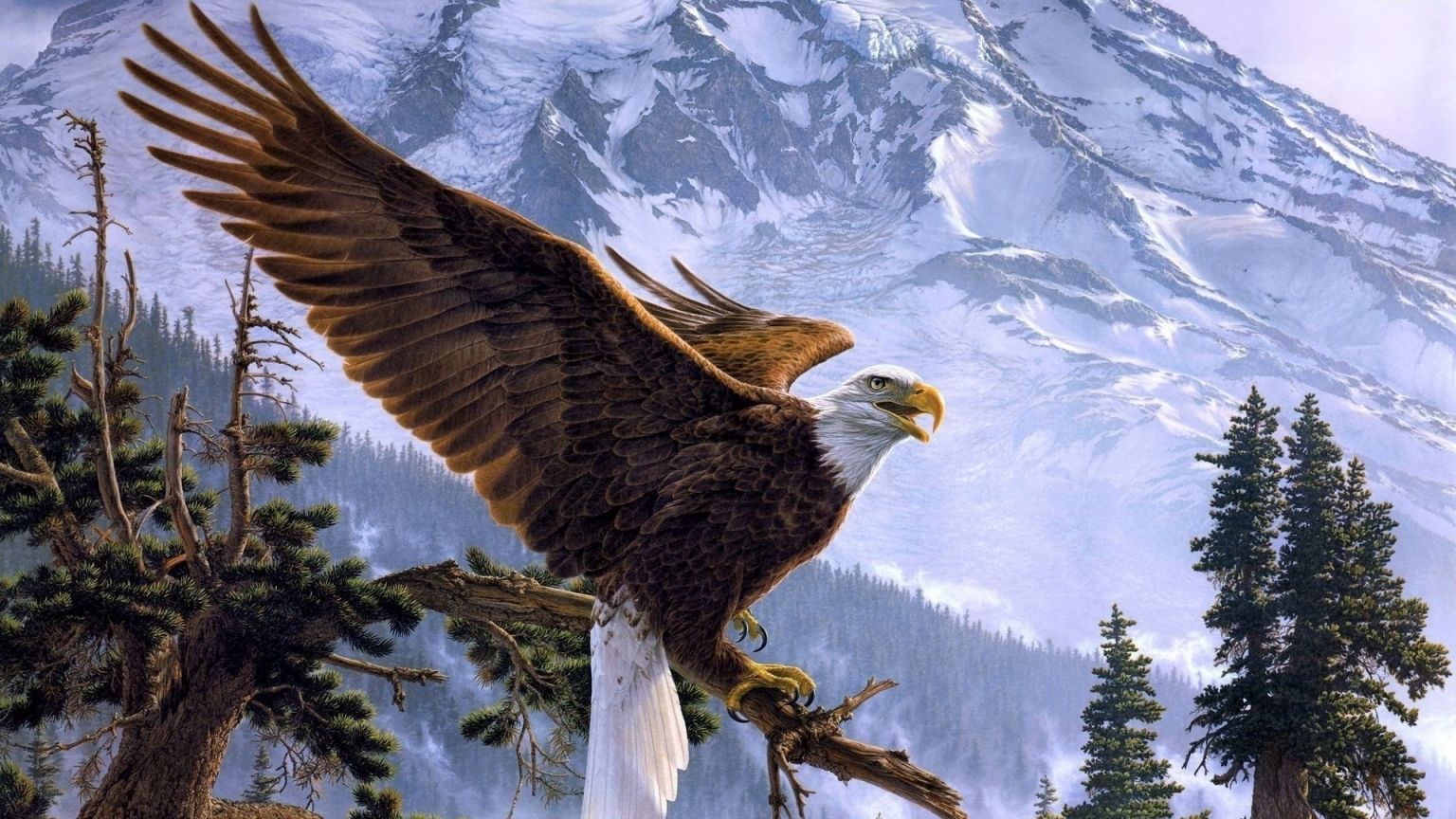 Free download Bald eagle wallpaper Animal wallpaper 18523