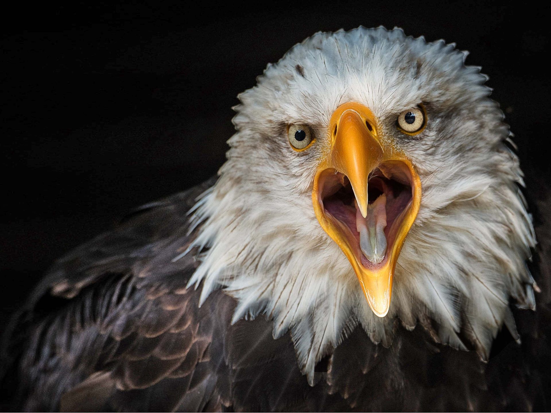Bird Bald Eagle From Close Up 4k Ultra HD Wallpaper For Desktop
