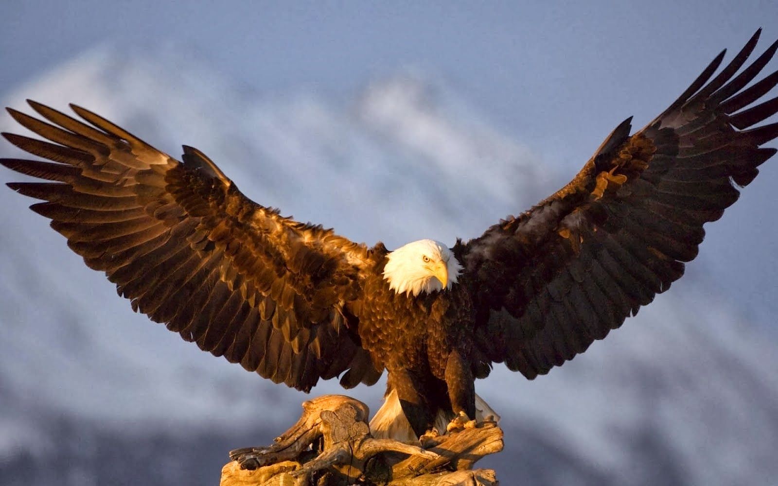 3D Flying Bald Eagle HD Wallpaper Free With Spread Wings