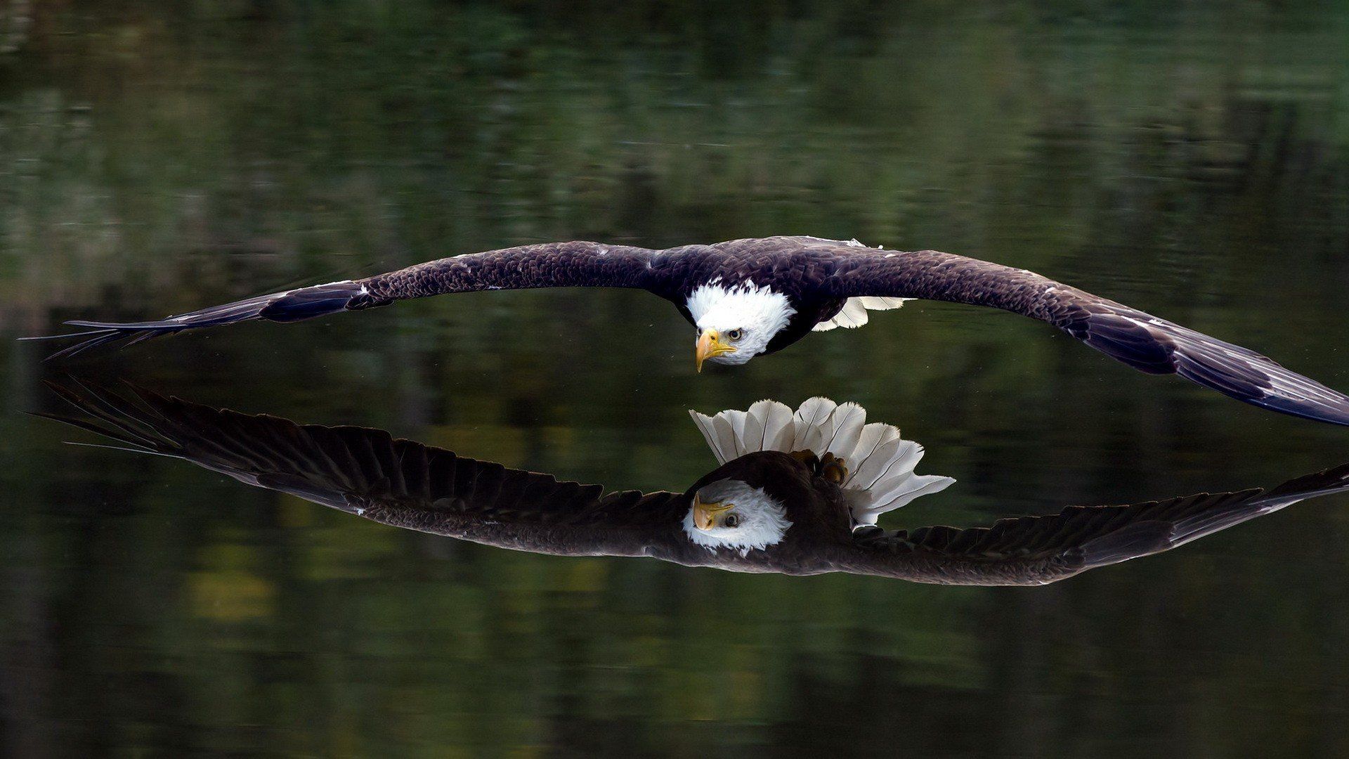 birds, Animals, Bird of prey, Bald eagle, Eagle HD Wallpaper