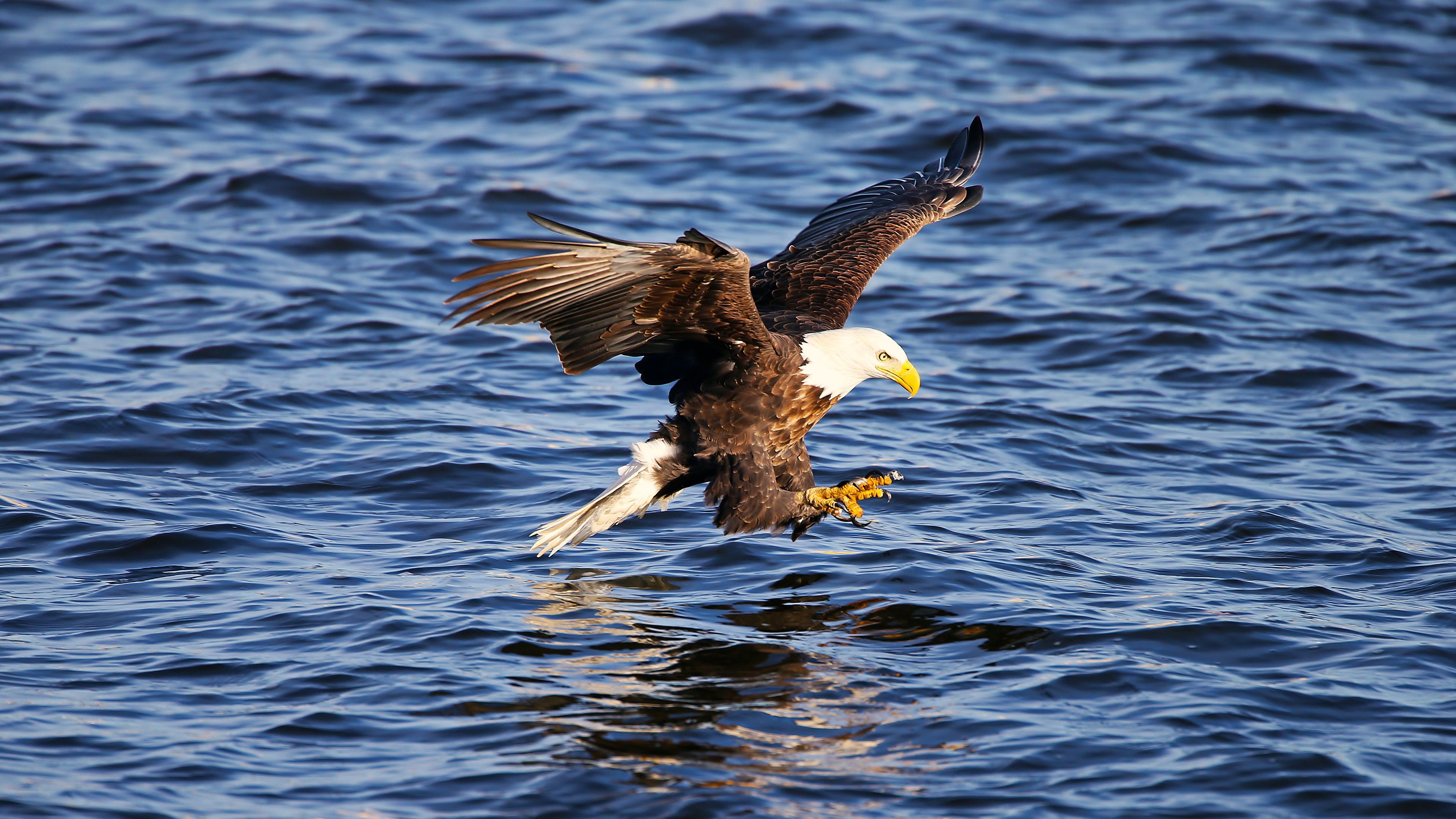Bald Eagle HD Wallpaper and Background Image