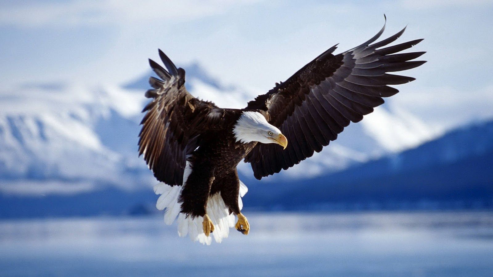 HD Eagles Wallpaper and Photo. HD Animals Wallpaper