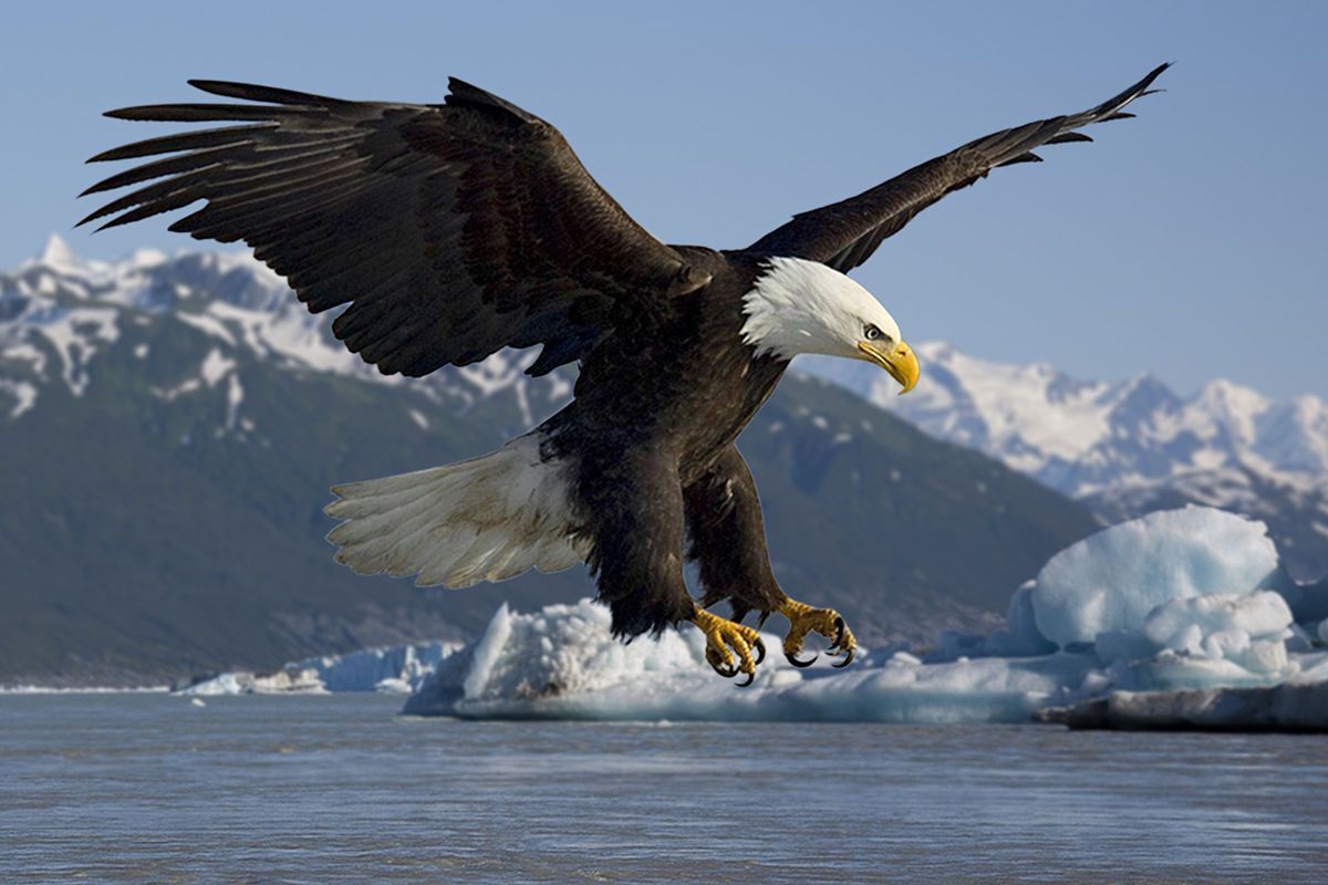 Bald Eagle wallpaper, Animal, HQ Bald Eagle pictureK