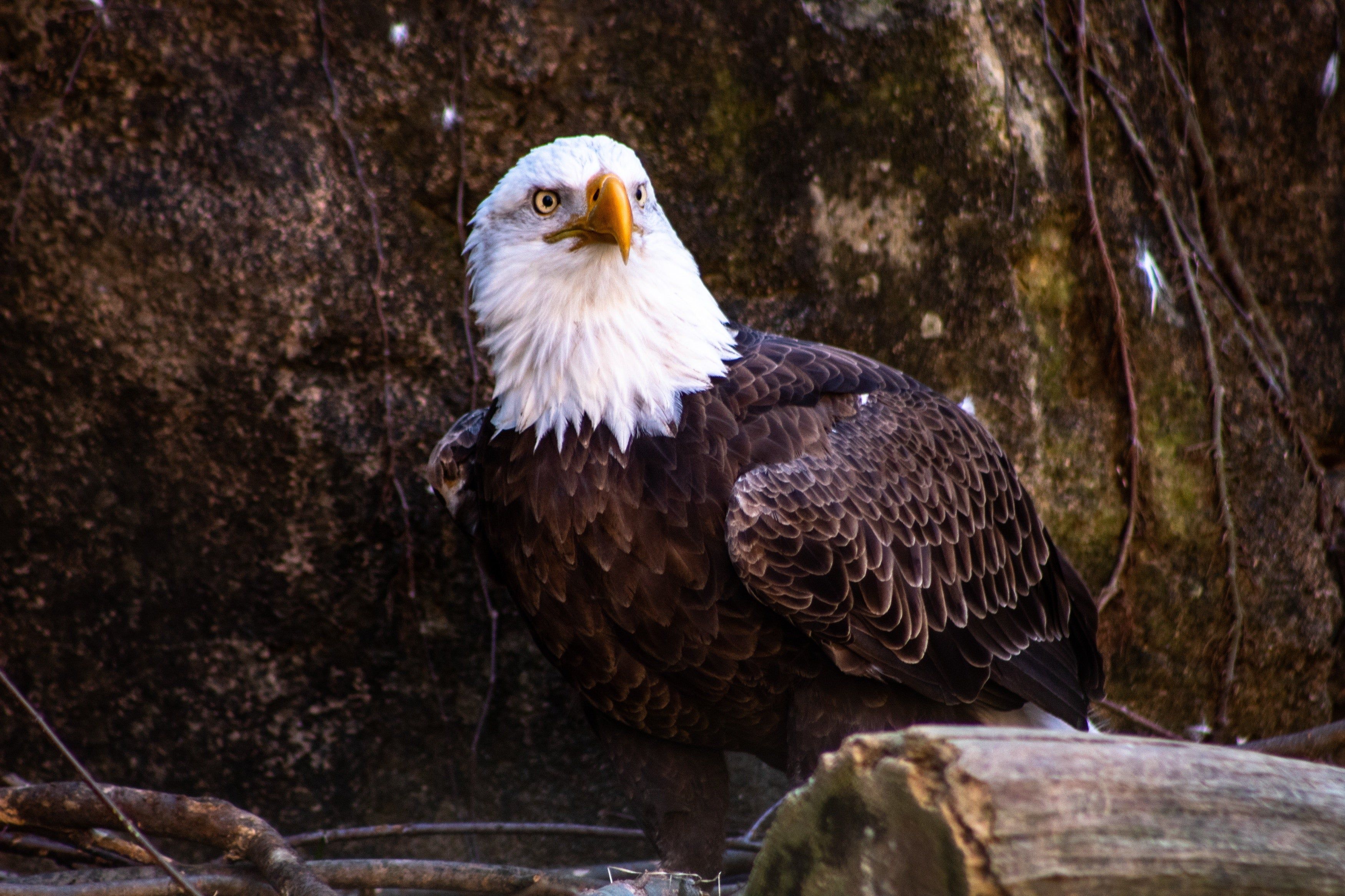 Bald Eagle HD wallpaper