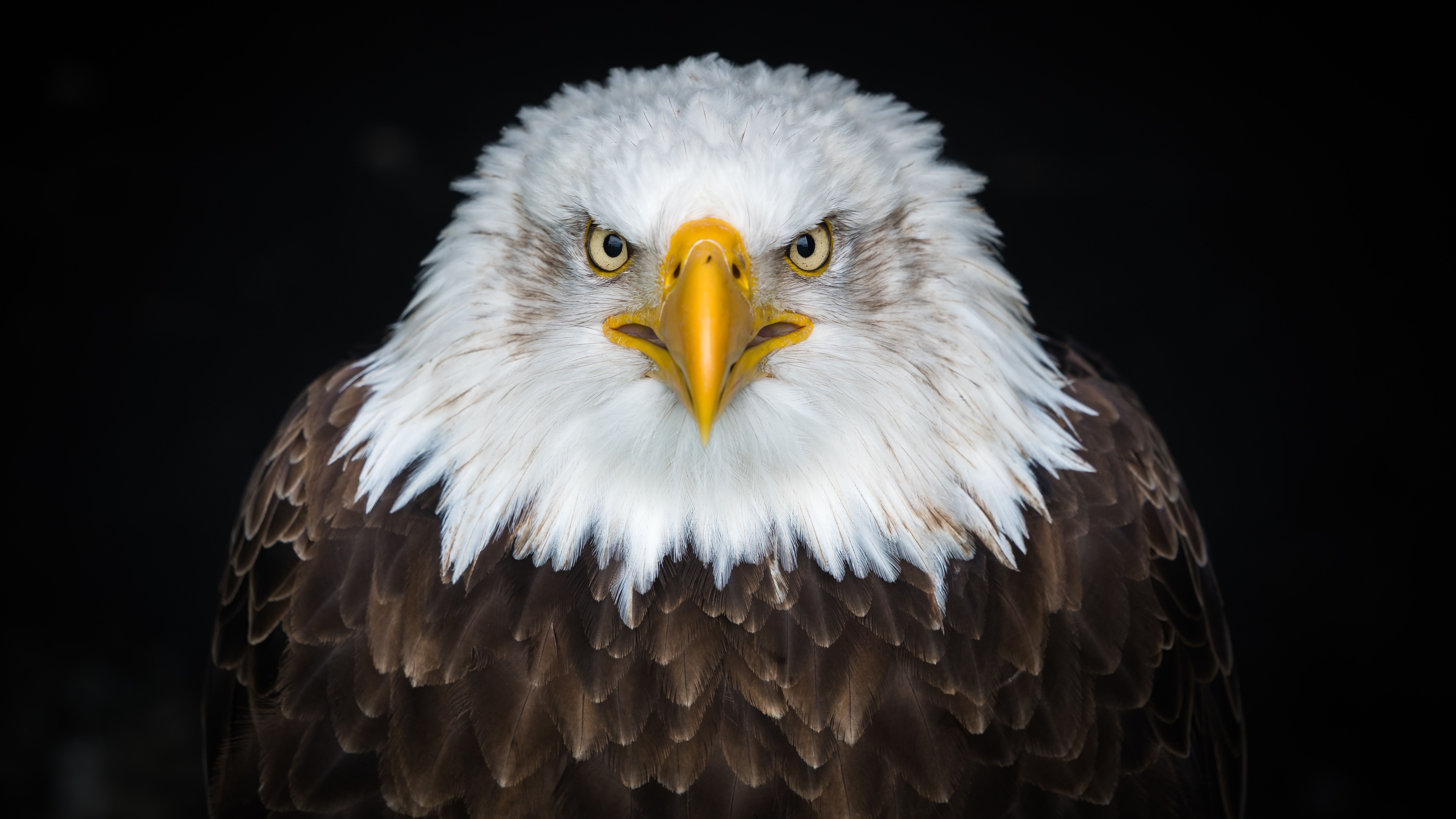 Bald eagle 4K 8K Wallpaper
