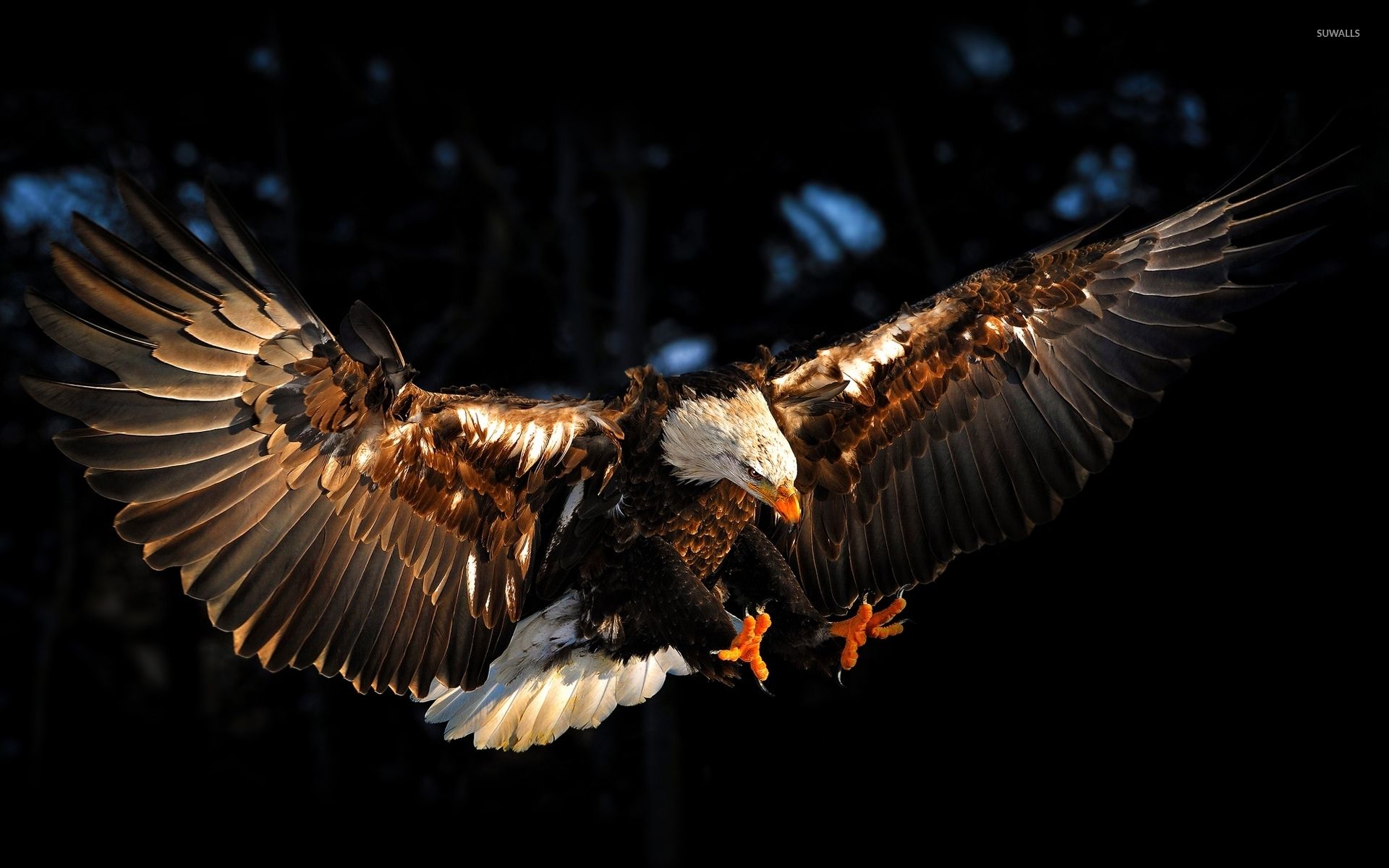 Bald eagle with wings spread wallpaper wallpaper