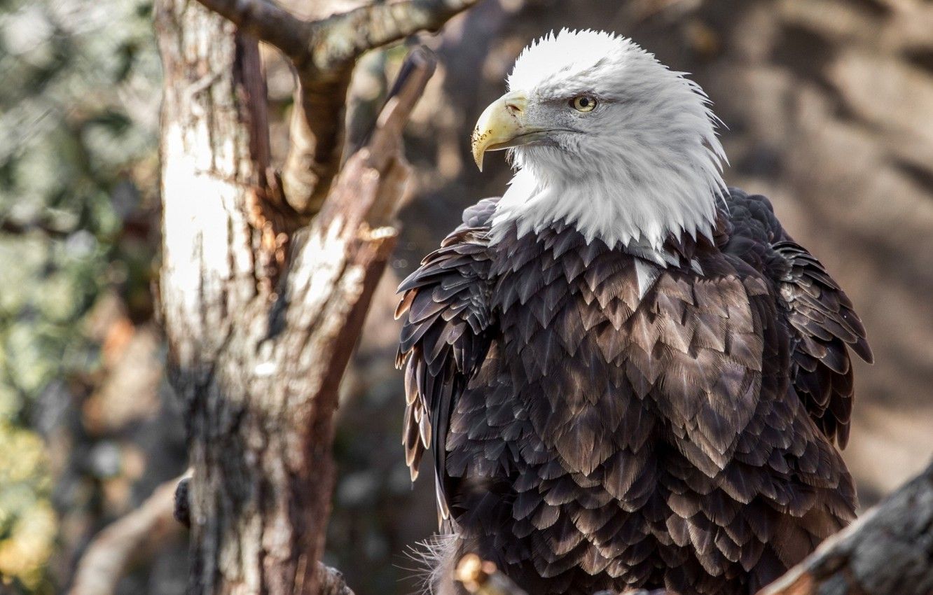 Wallpaper Eagle, nature, bird, animal, bald eagle image