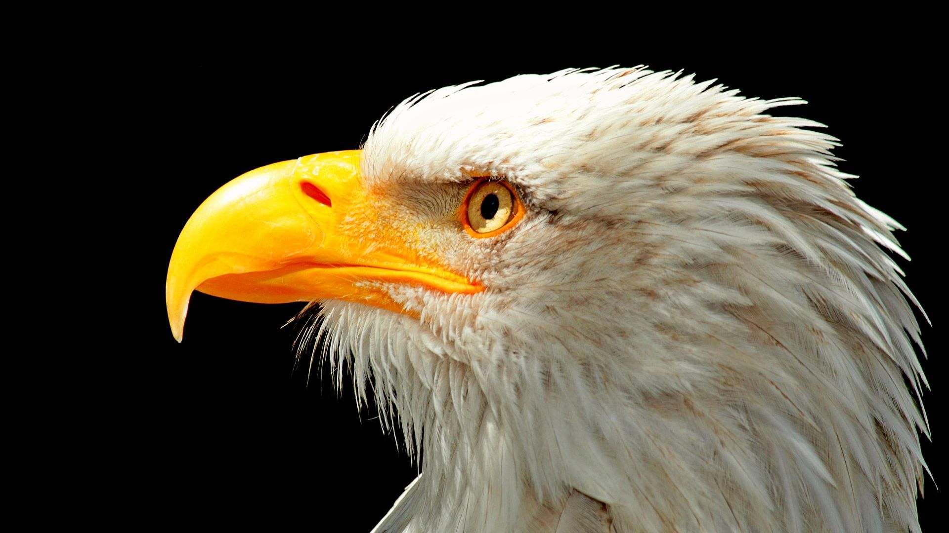 Bald eagle HD Wallpaperx1080
