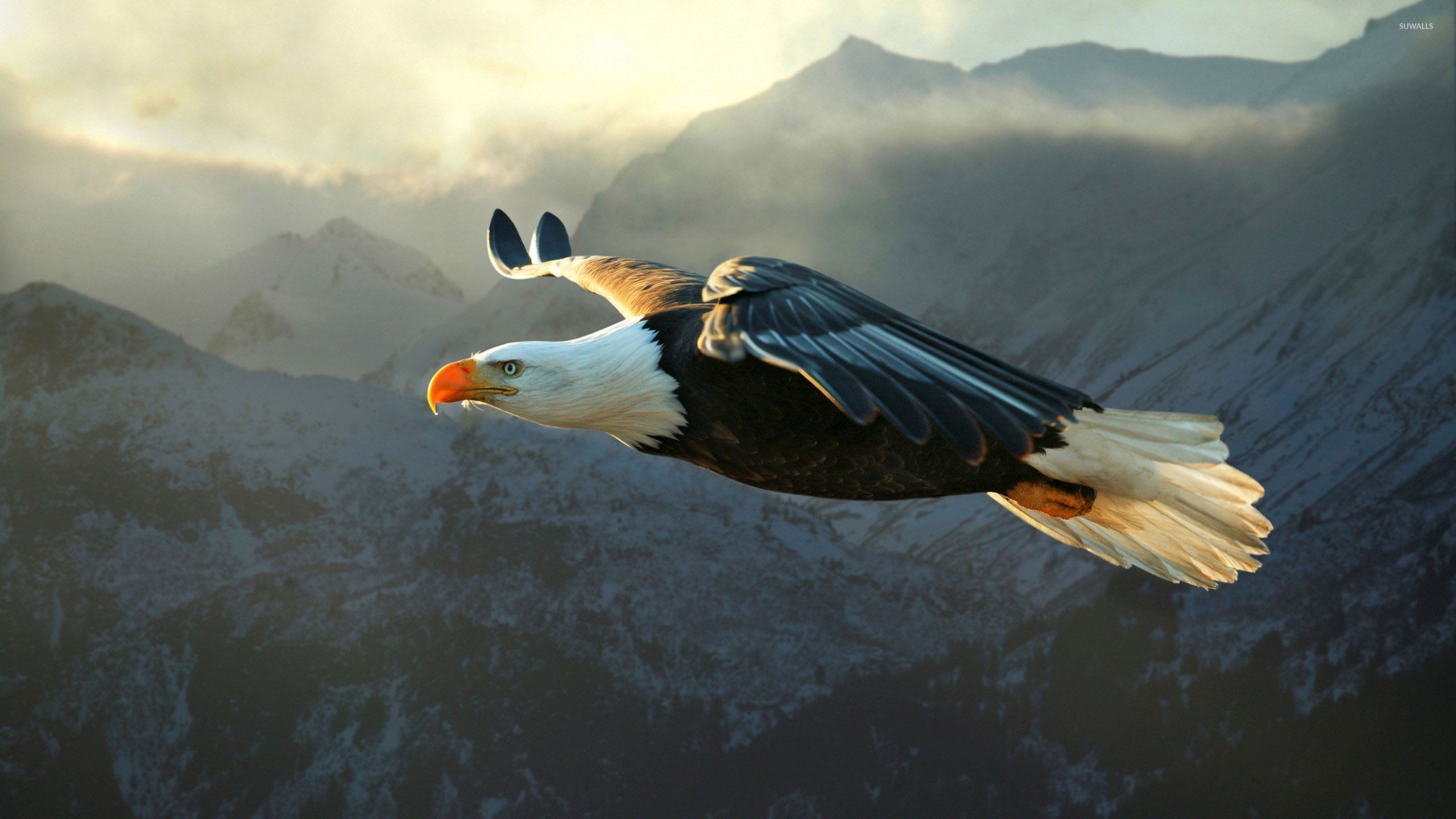 Wallpaper Eagle