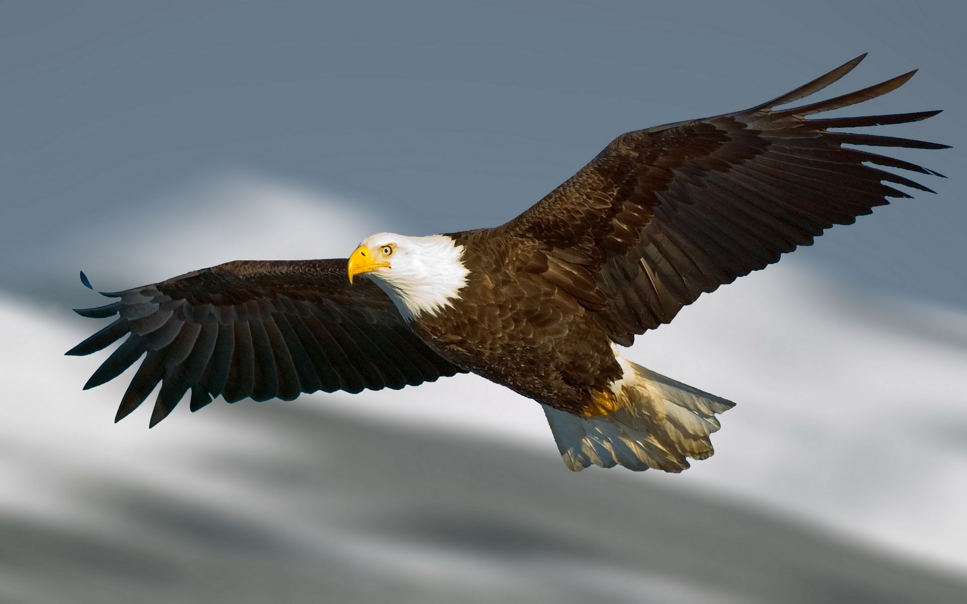 Free download Animal Bald Eagle Wallpaper [1920x1200]