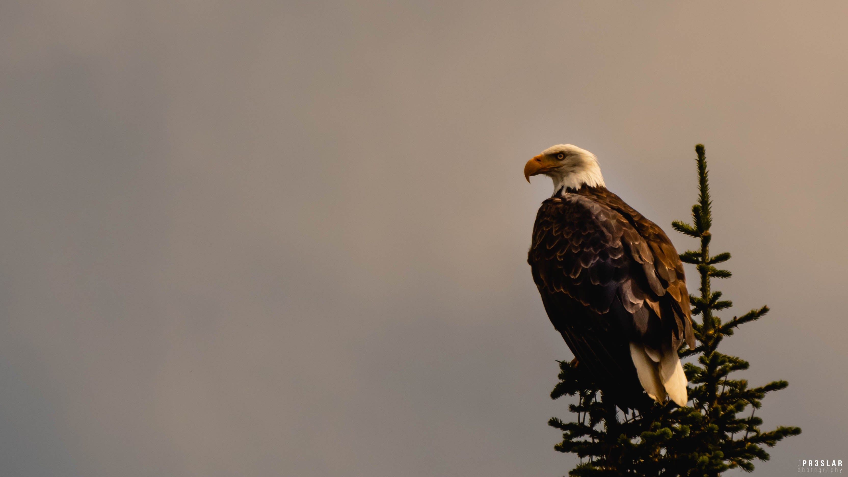 Bald Eagle on Yellowstone Lake HD wallpaper