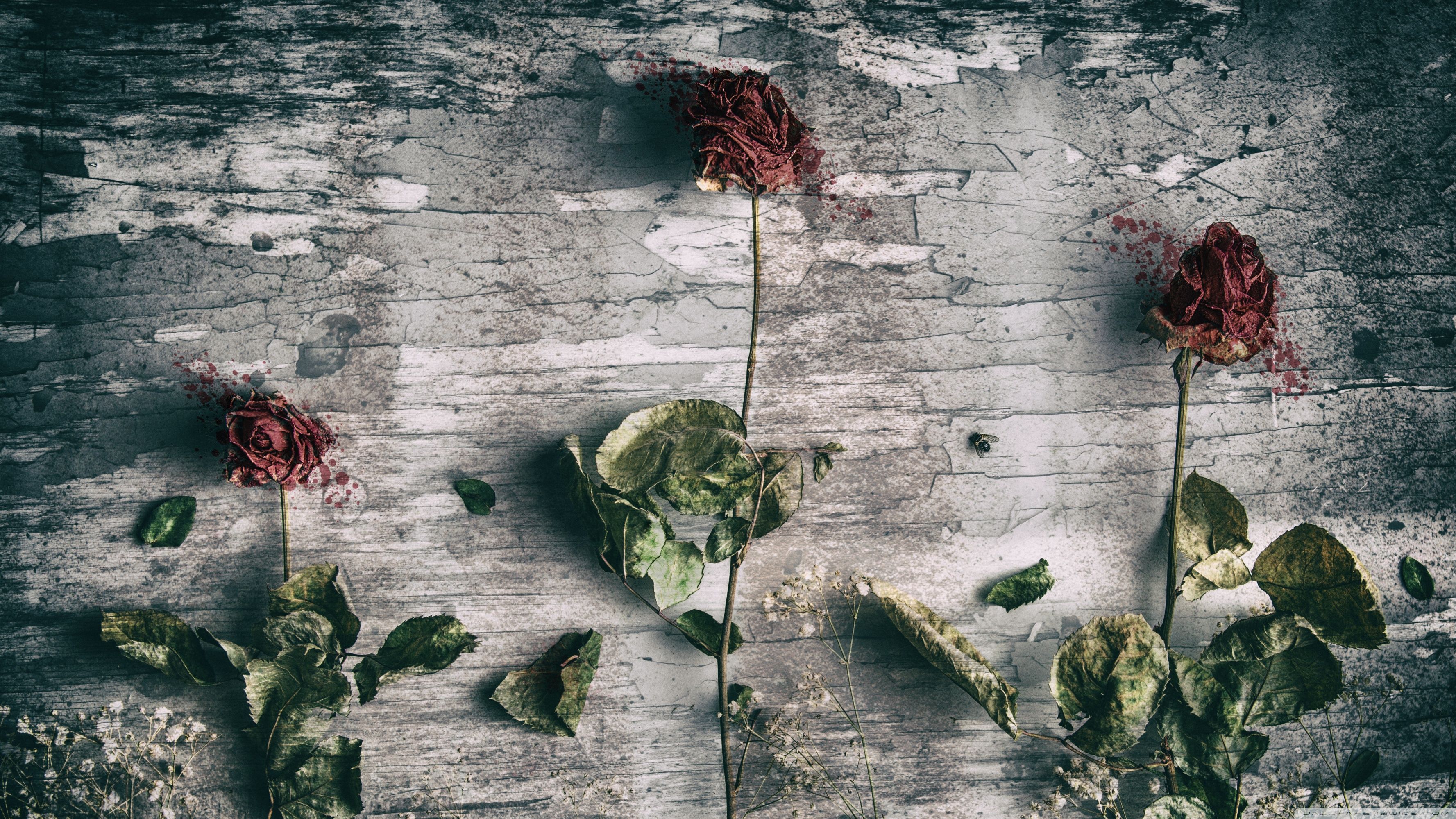 Dead Roses and a Fly Ultra HD Desktop Background Wallpaper for 4K