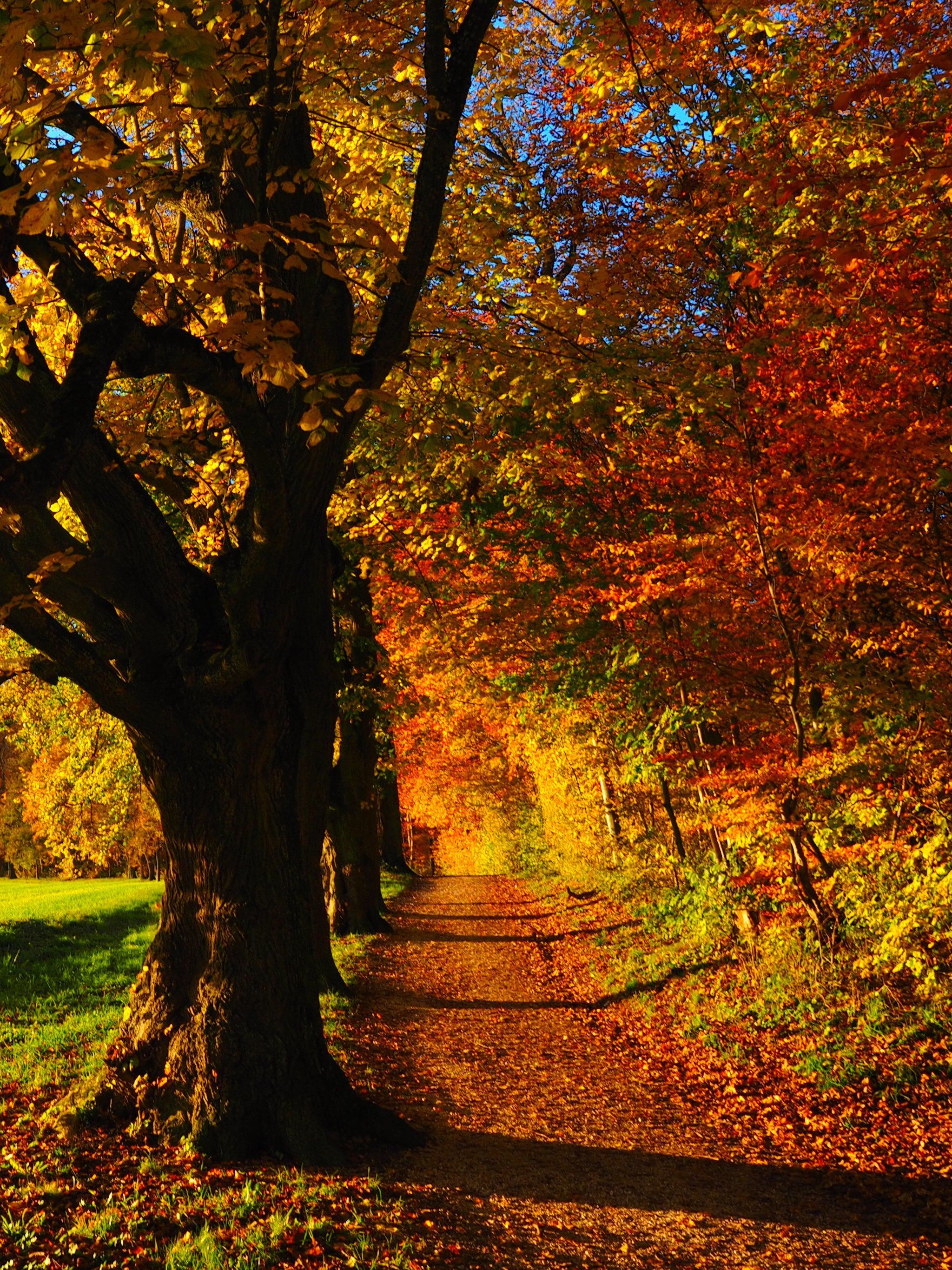 Fall Forest Wallpaper, Android & Desktop Background