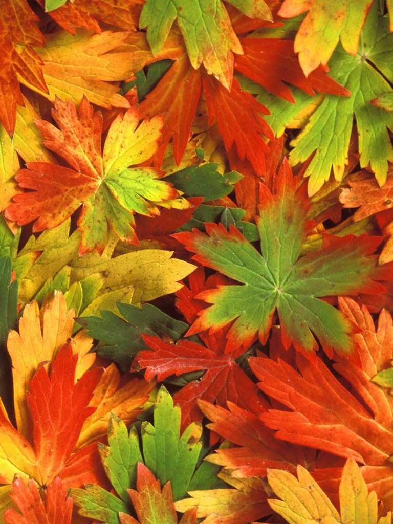 Nature Autumn Leaves Fall iPhone HD Wallpaper Free