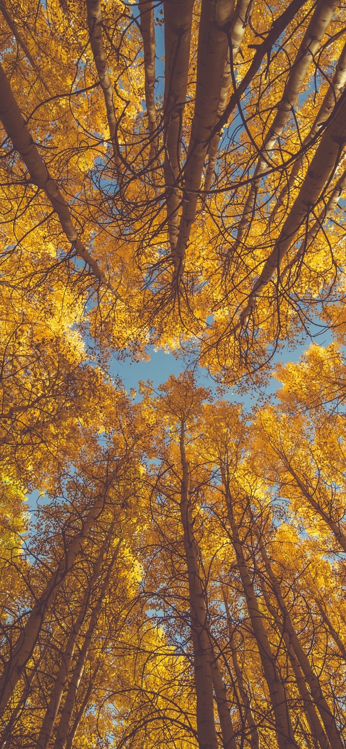 Wallpaper Weekends: Autumn Foliage iPhone Wallpaper