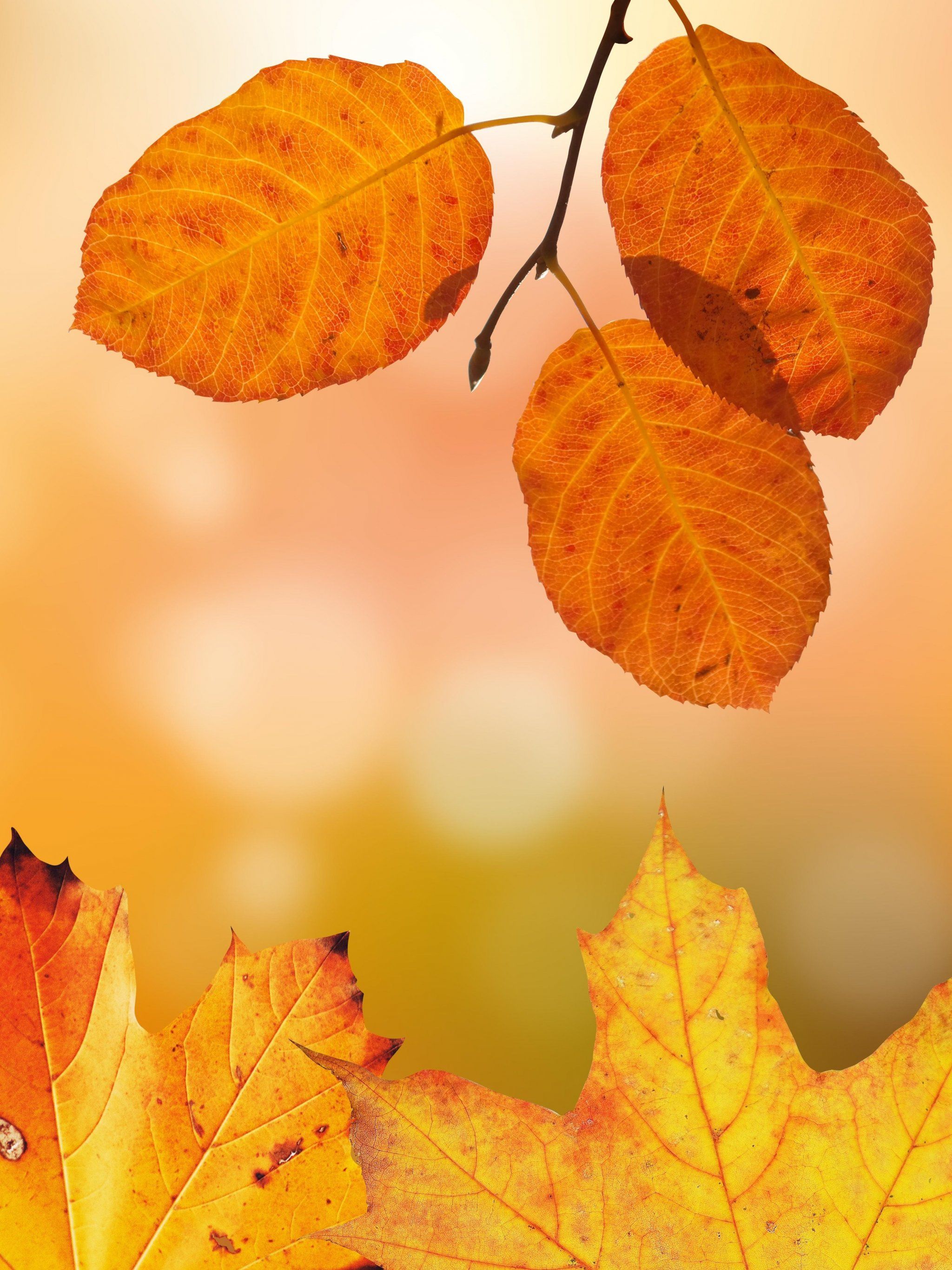 Autumn HD Wallpaper Portrait