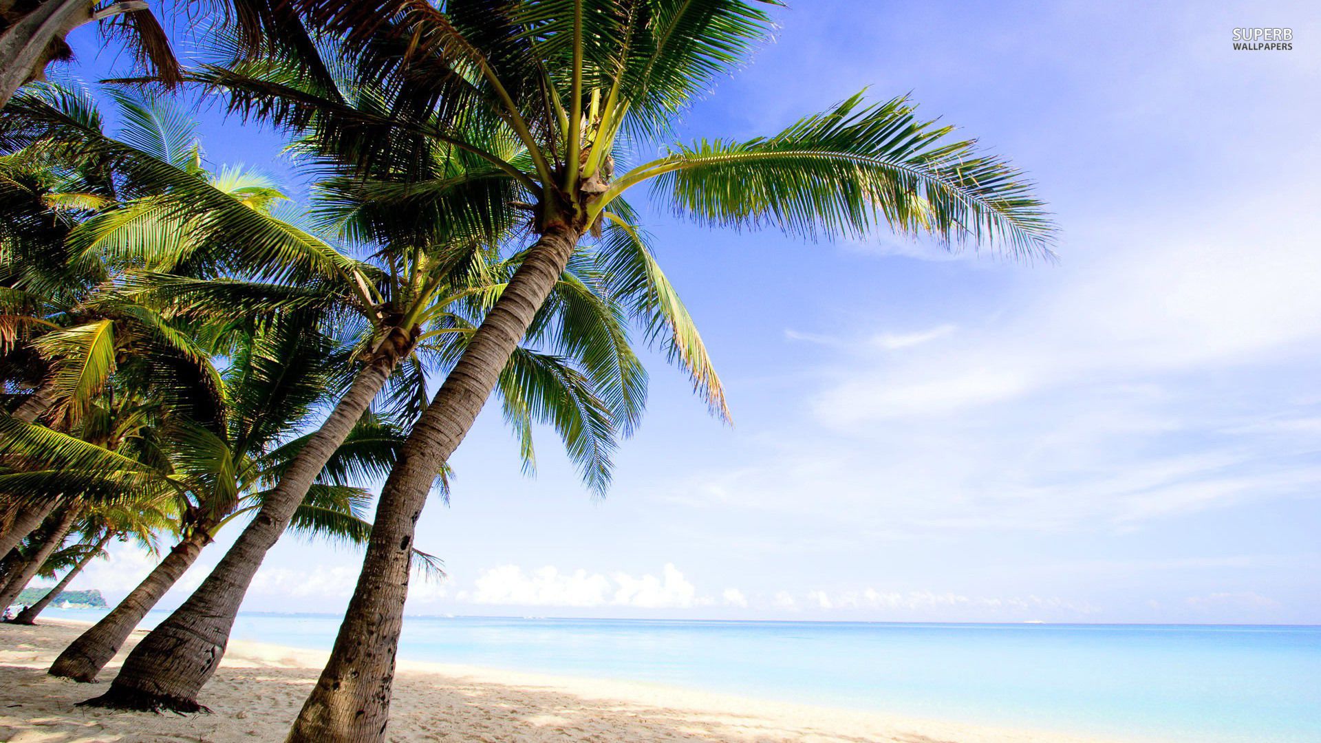 Palm trees beach wallpaper