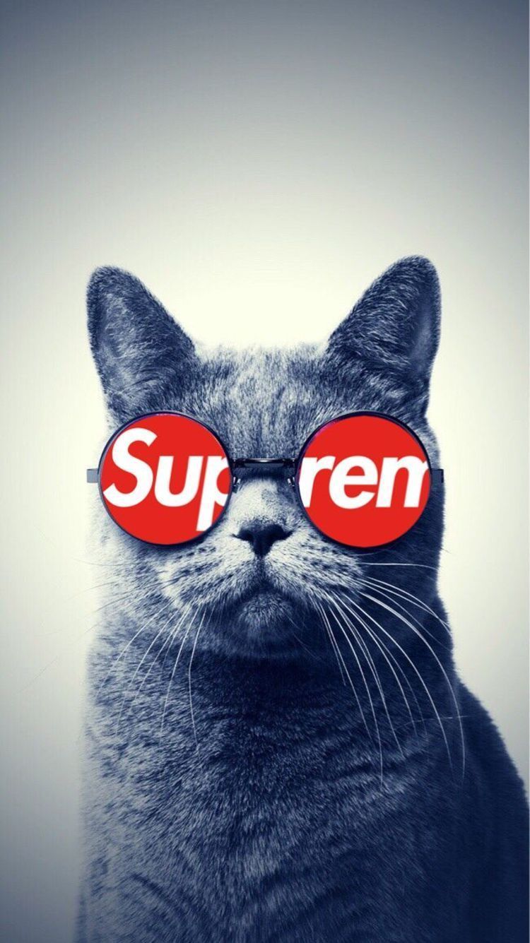 Supreme Cat Wallpapers - Wallpaper Cave