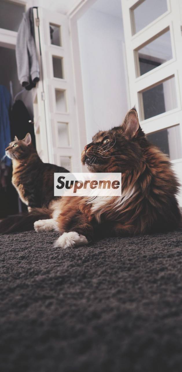 Supreme Cat Wallpapers - Wallpaper Cave