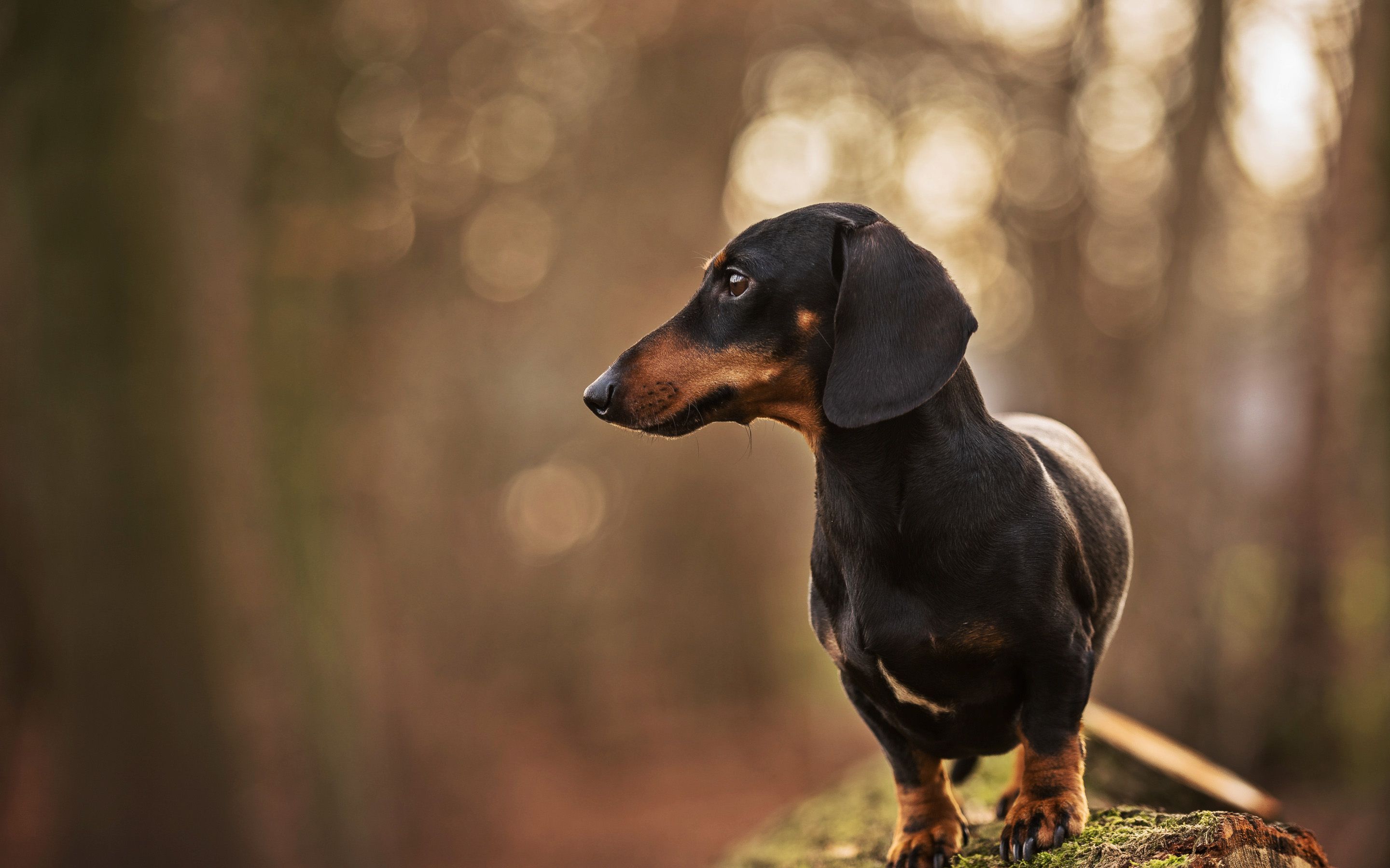 Download wallpaper Dachshund, autumn, dogs, bokeh, black dachshund, forest, pets, cute animals, Dachshund Dog for desktop with resolution 2880x1800. High Quality HD picture wallpaper