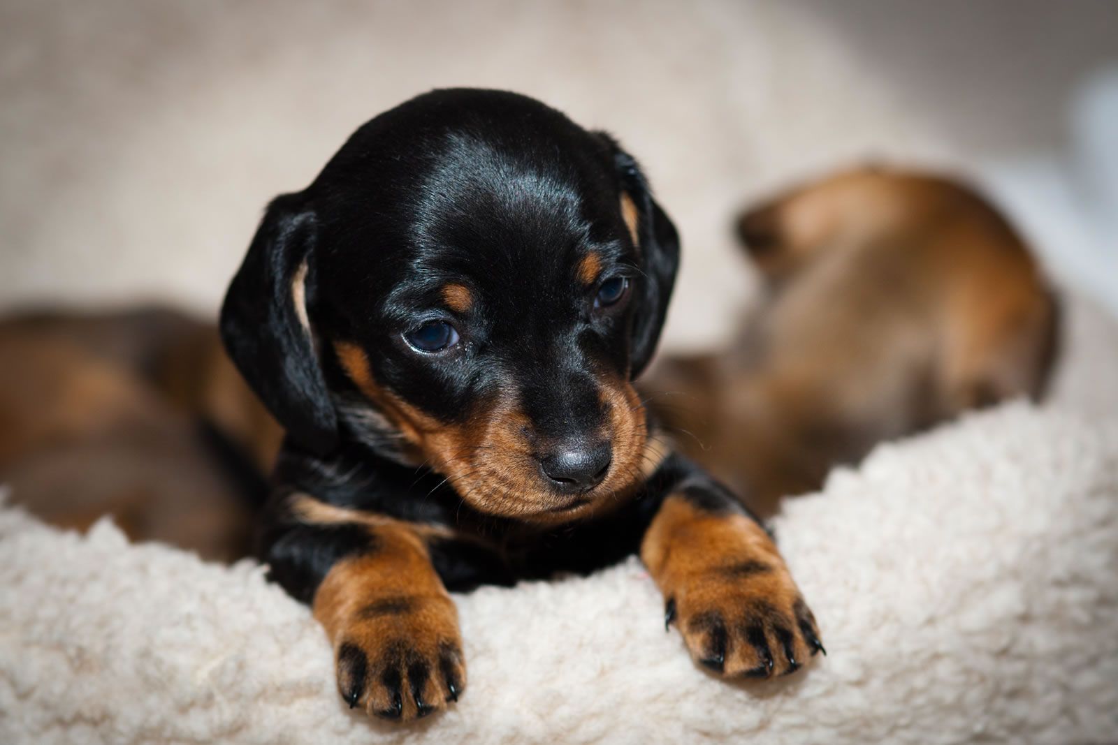 Free download dog breeds in united states breed nicknames wiener