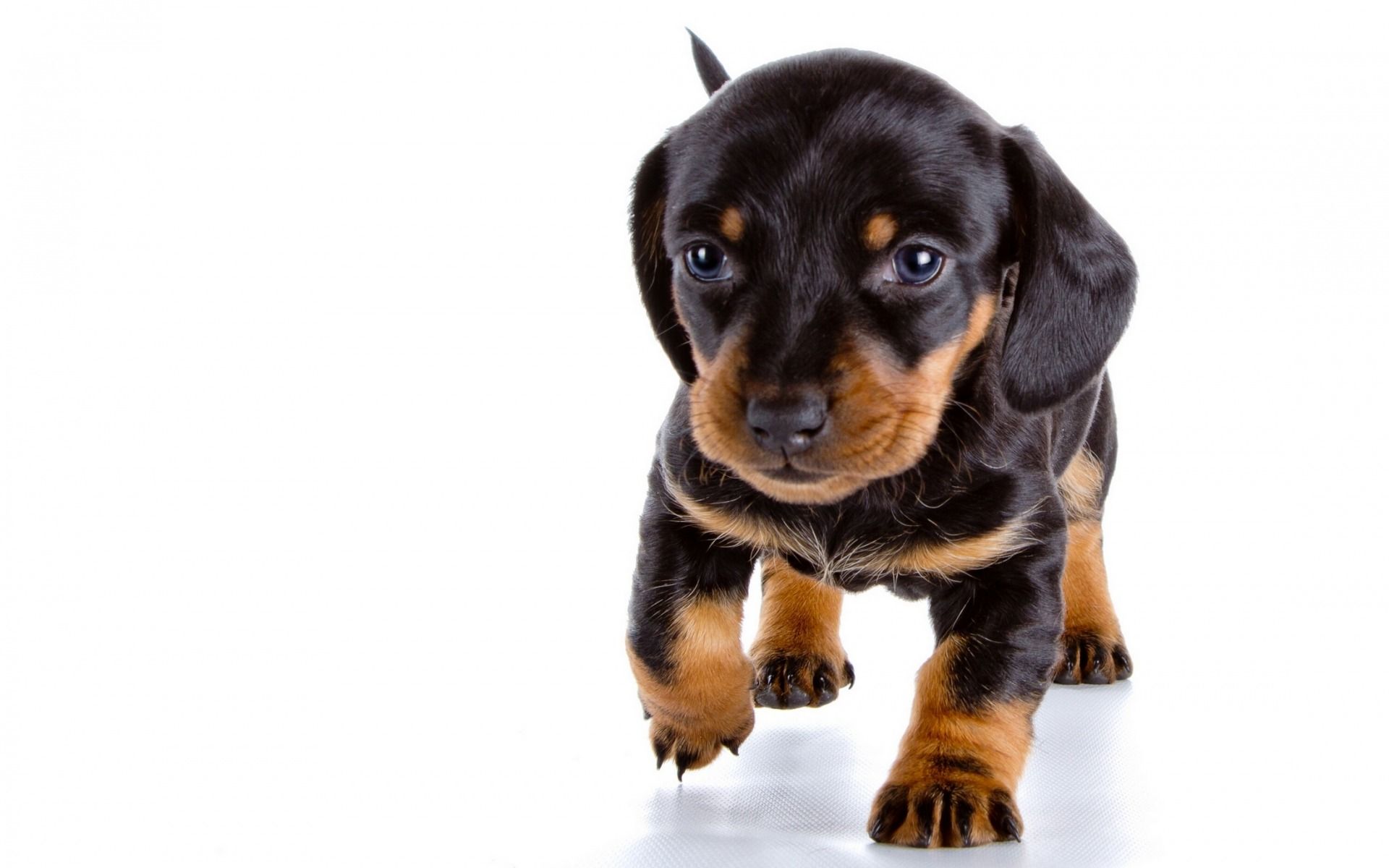 Download wallpaper dachshund, small puppy, cute animals, black
