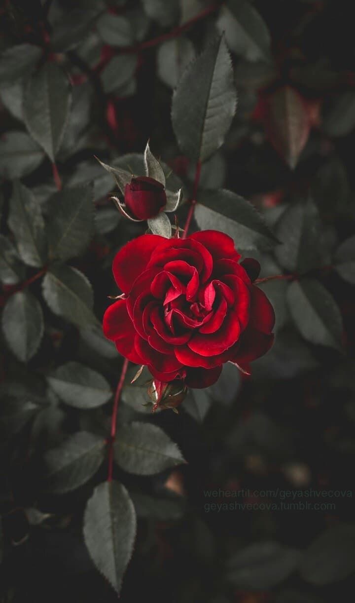 Background. Red roses wallpaper, Rose