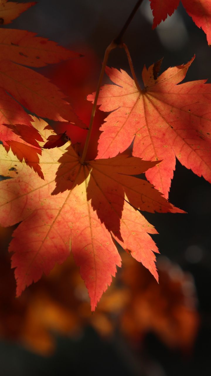 Autumn, leaf, tree stem, maple, 720x1280 wallpaper. Autumn scenes