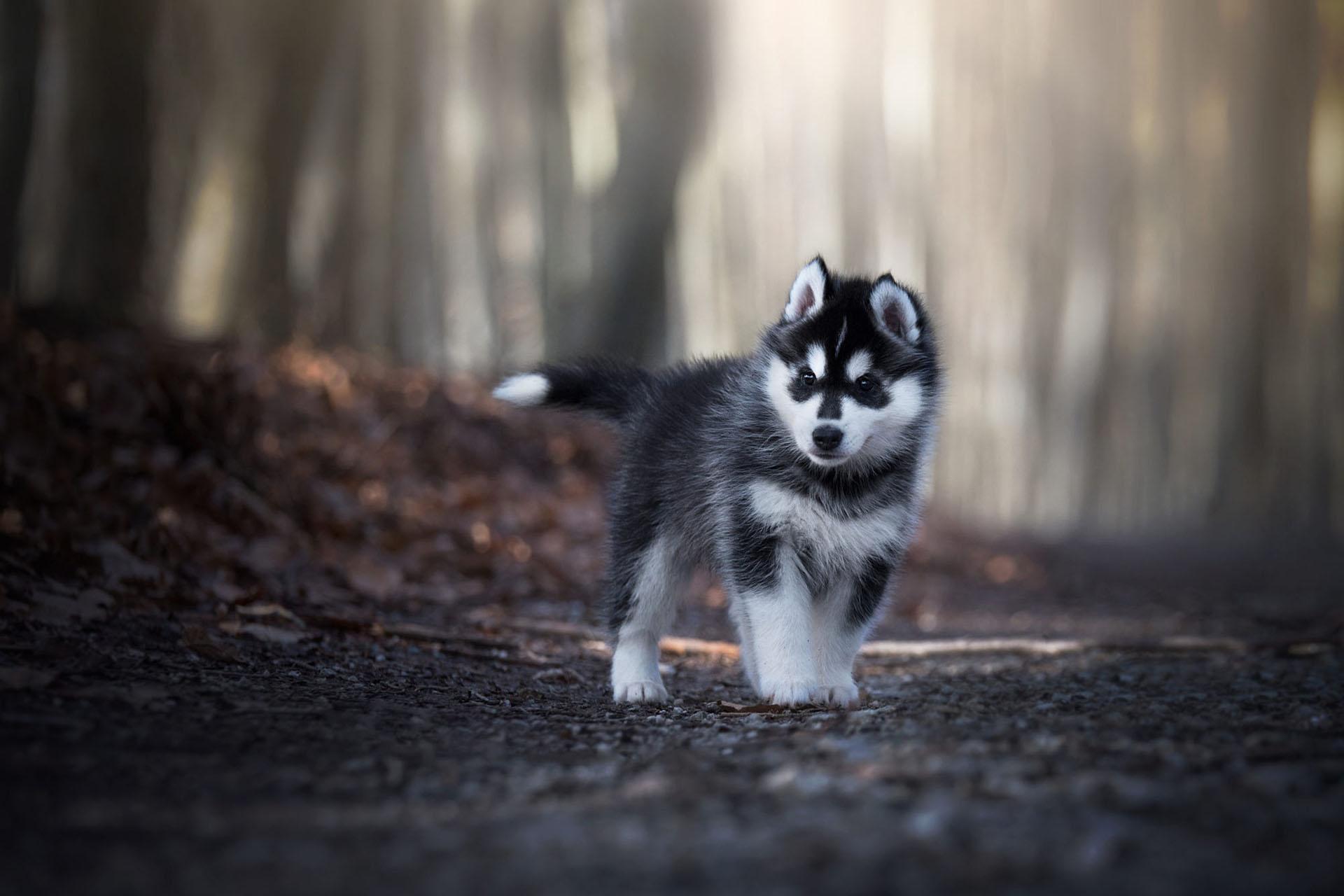 Husky dog Wallpaper HD, background & themes for Android