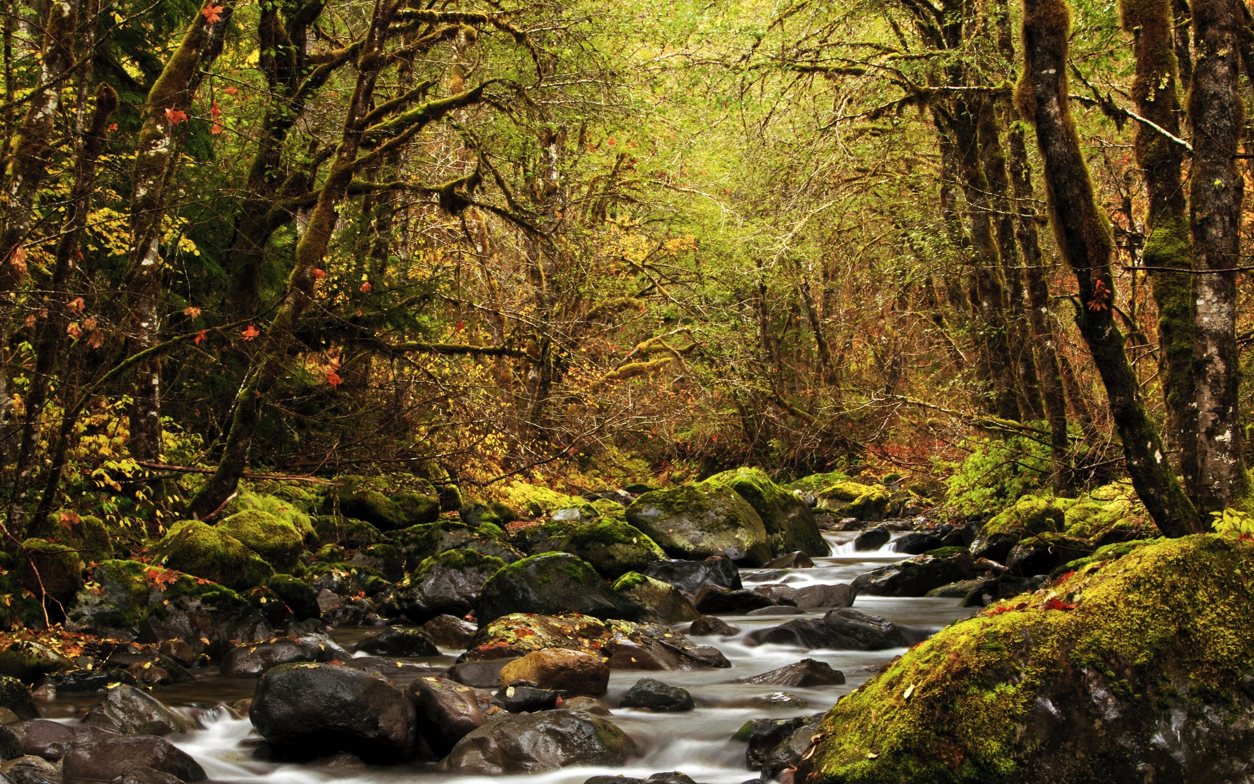 landscape, River, Forest Wallpaper HD / Desktop and Mobile